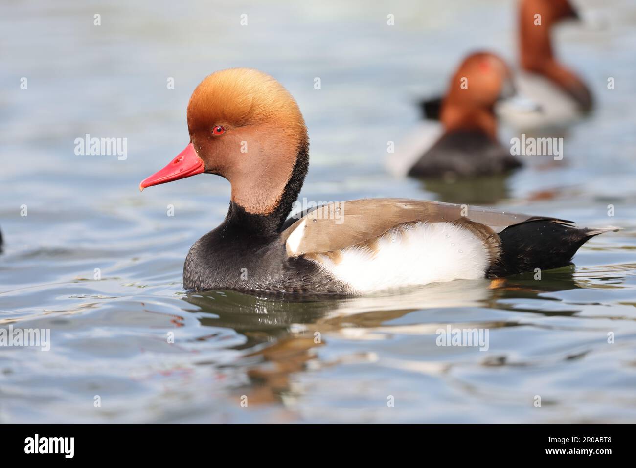 Pochard à crête rouge (Netta rufina) mâle au Japon Banque D'Images