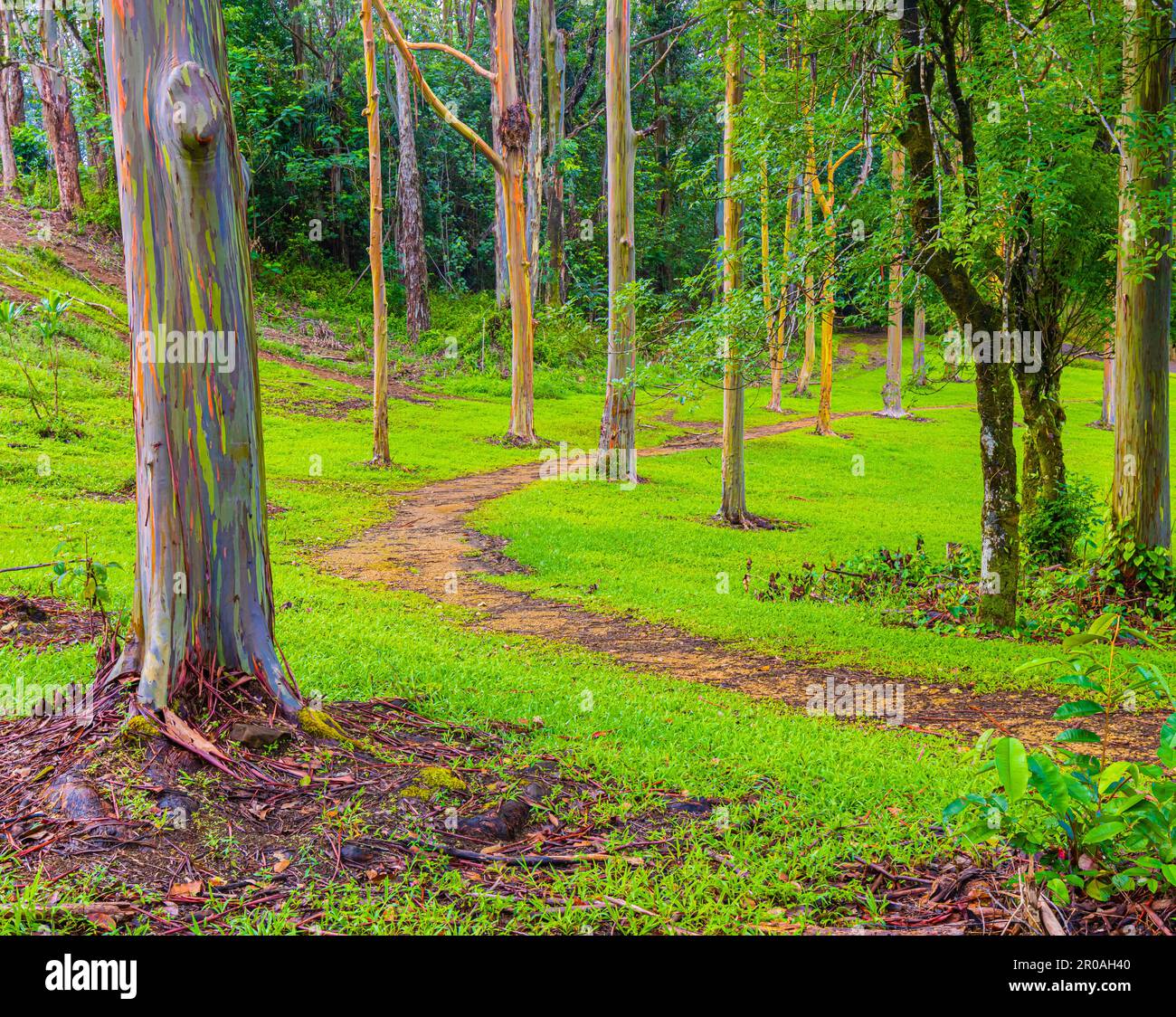Sentier de randonnée à travers la forêt d'eucalyptus arc-en-ciel à l'arboretum Keahua, Kauai, Hawaii, États-Unis Banque D'Images