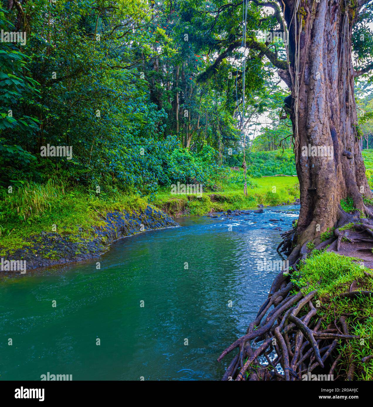 Corde balançoire au-dessus du ruisseau Keahua à l'arboretum Keahua, Kauai, Hawaii, États-Unis Banque D'Images
