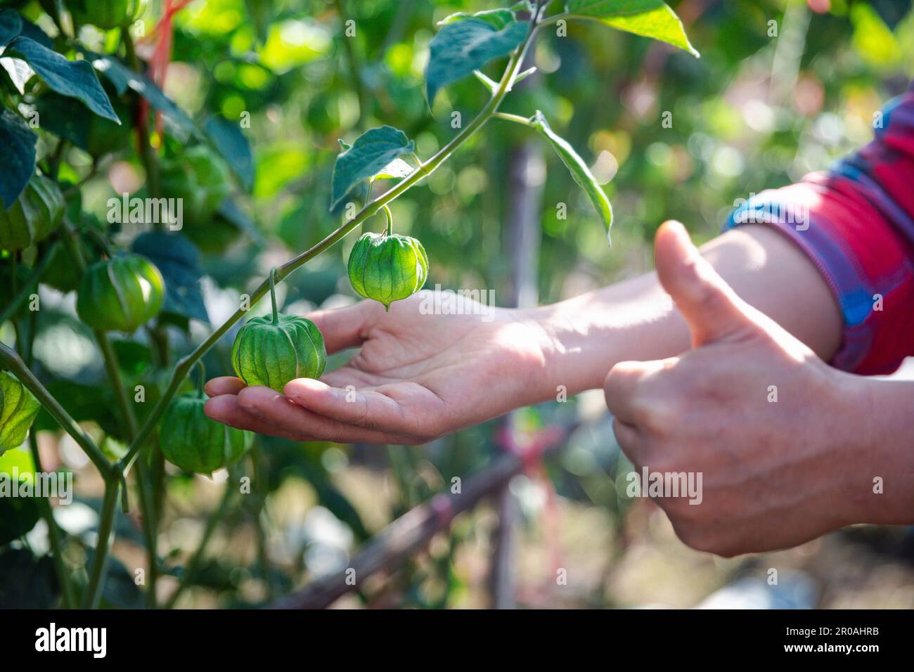 Cape groseberry sur l'arbre. les petits fruits ont une odeur et un goût uniques. Le cape groseille est une plante appartenant à la famille des aubergines. Riche en nutriments et Banque D'Images