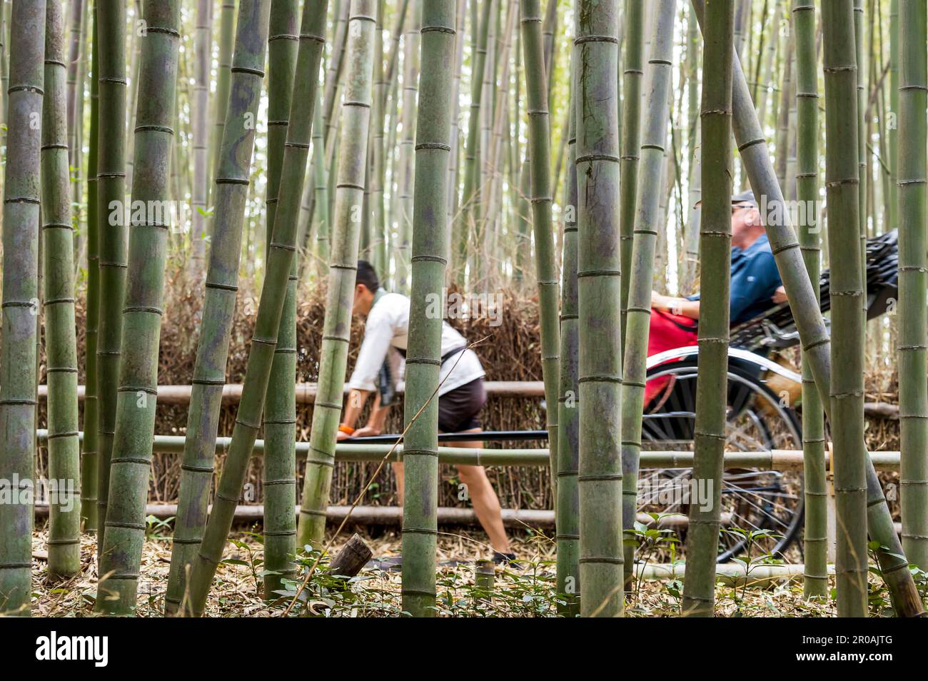 Kyoto, Japon - 27 mars 2023 : bosquet de bambou dans le magnifique parc Kameyama près de la rivière Katsura à Arashiyama, Kyoto, Japon. Pousse-pousse à cheval touristes Banque D'Images