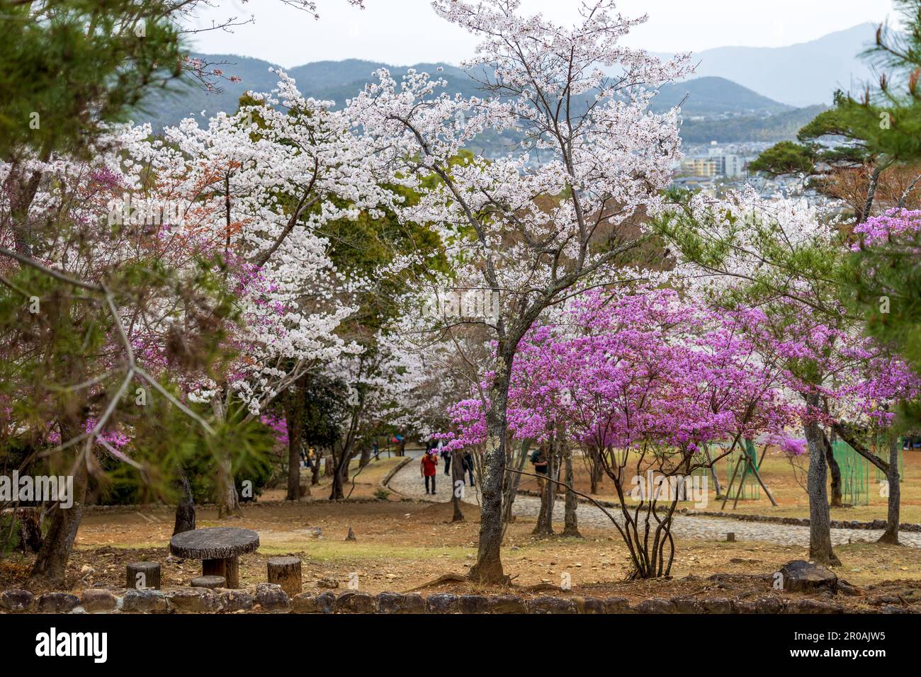 Magnifique parc Kameyama près de la rivière Katsura à Arashiyama, Kyoto, Japon Banque D'Images