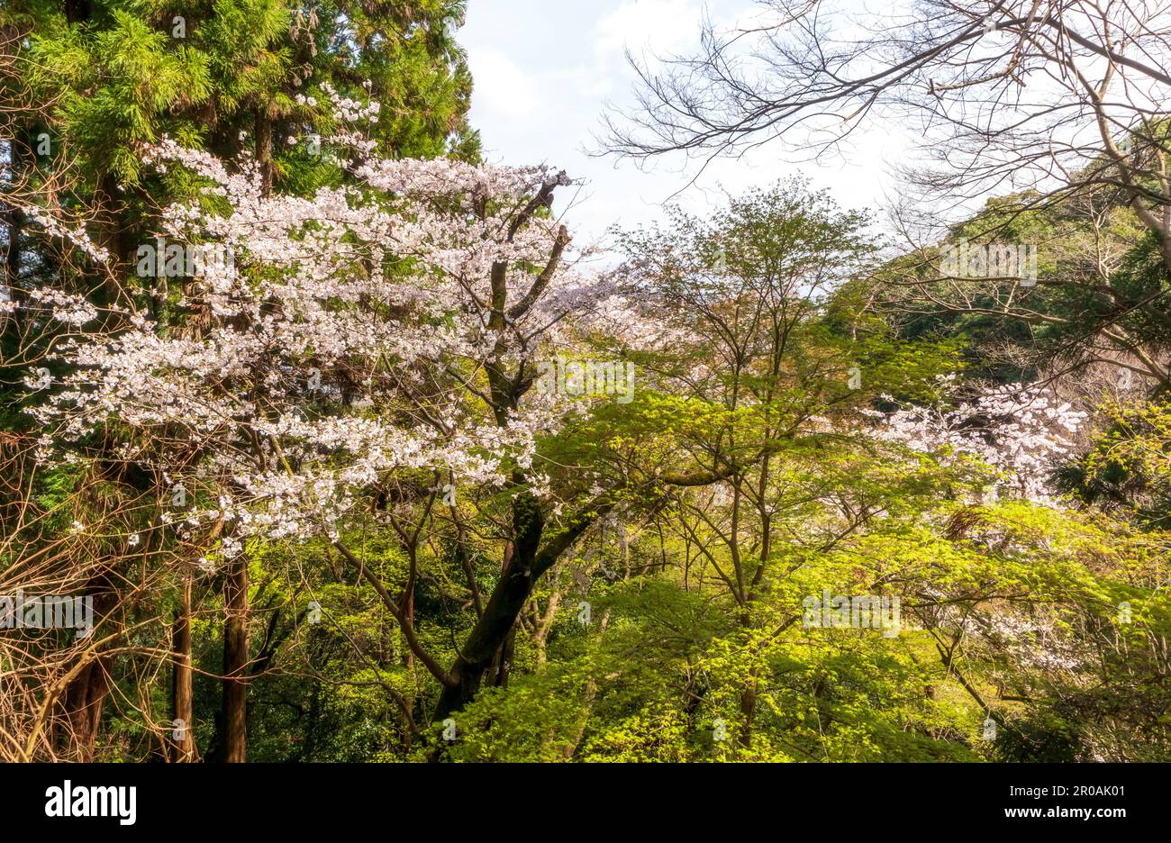 Magnifique Arashiyama Monkey Park Iwatayama à Kyoto, Japon Banque D'Images