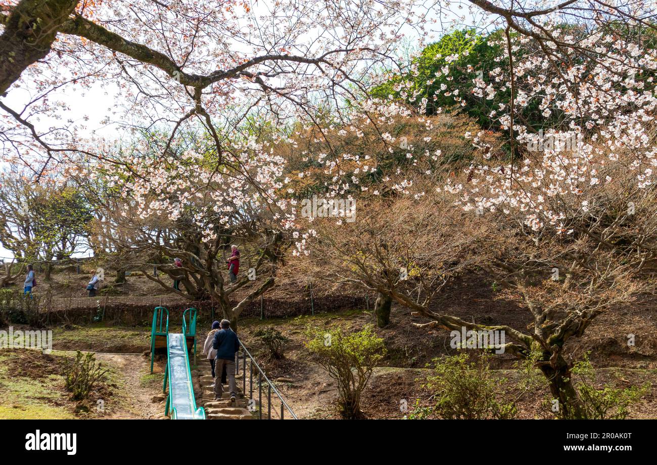 Kyoto, Japon - 27 mars 2023: Magnifique Parc des singes d'Arashiyama Iwatayama à Kyoto, Japon Banque D'Images