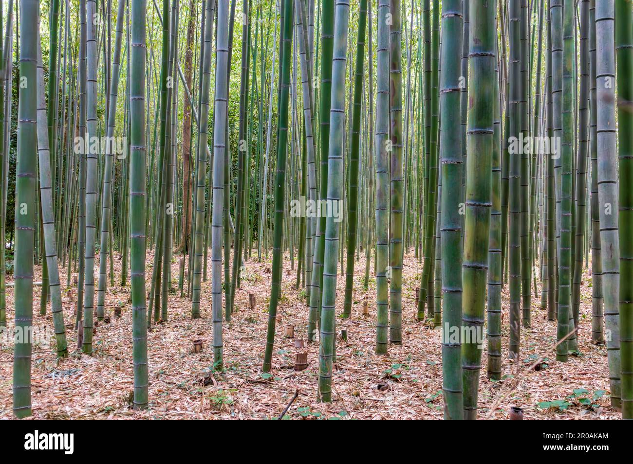 Bamboo Grove dans le magnifique parc Kameyama près de la rivière Katsura à Arashiyama, Kyoto, Japon Banque D'Images