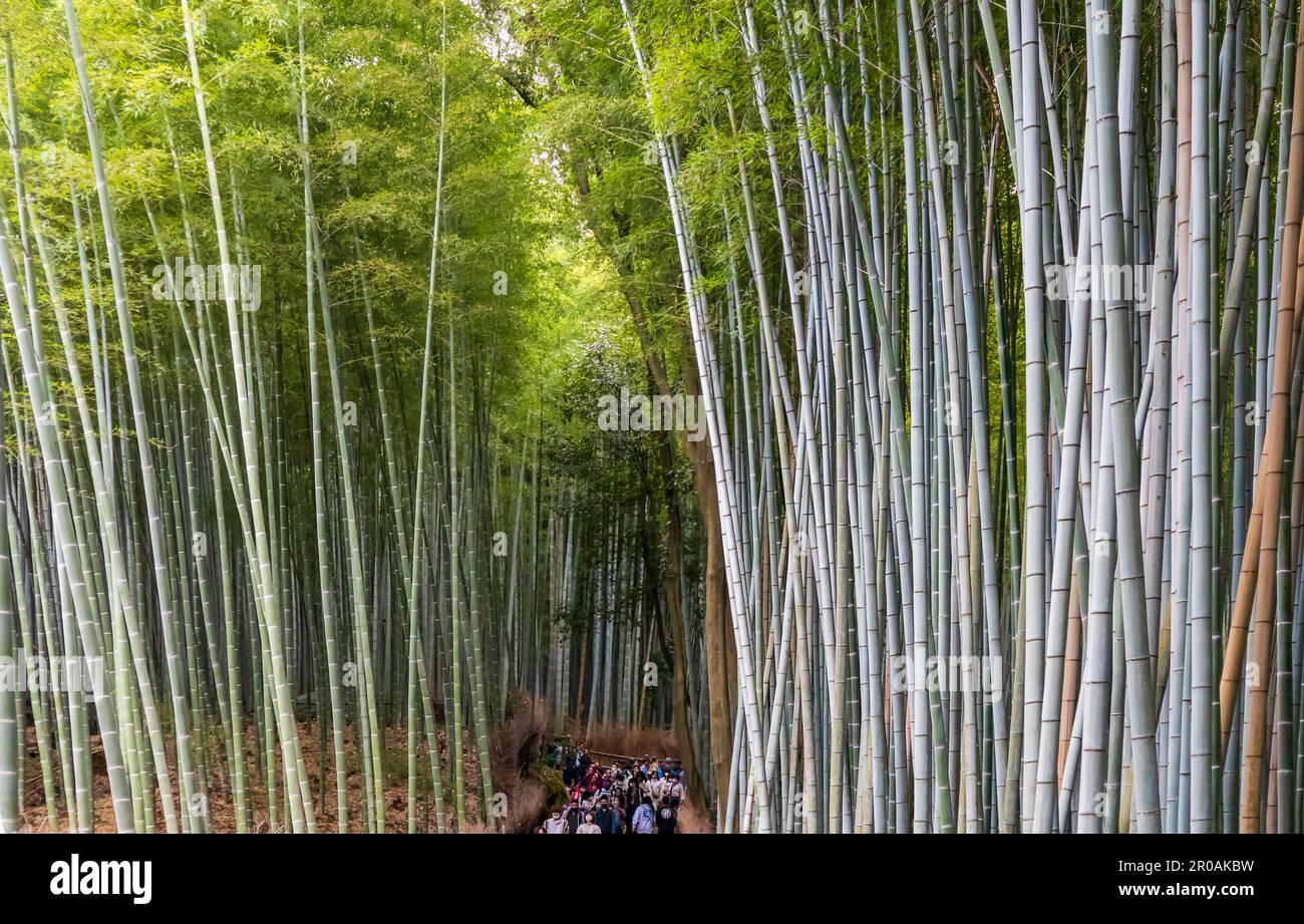 Kyoto, Japon - 27 mars 2023 : bosquet de bambou dans le magnifique parc Kameyama près de la rivière Katsura à Arashiyama, Kyoto, Japon Banque D'Images