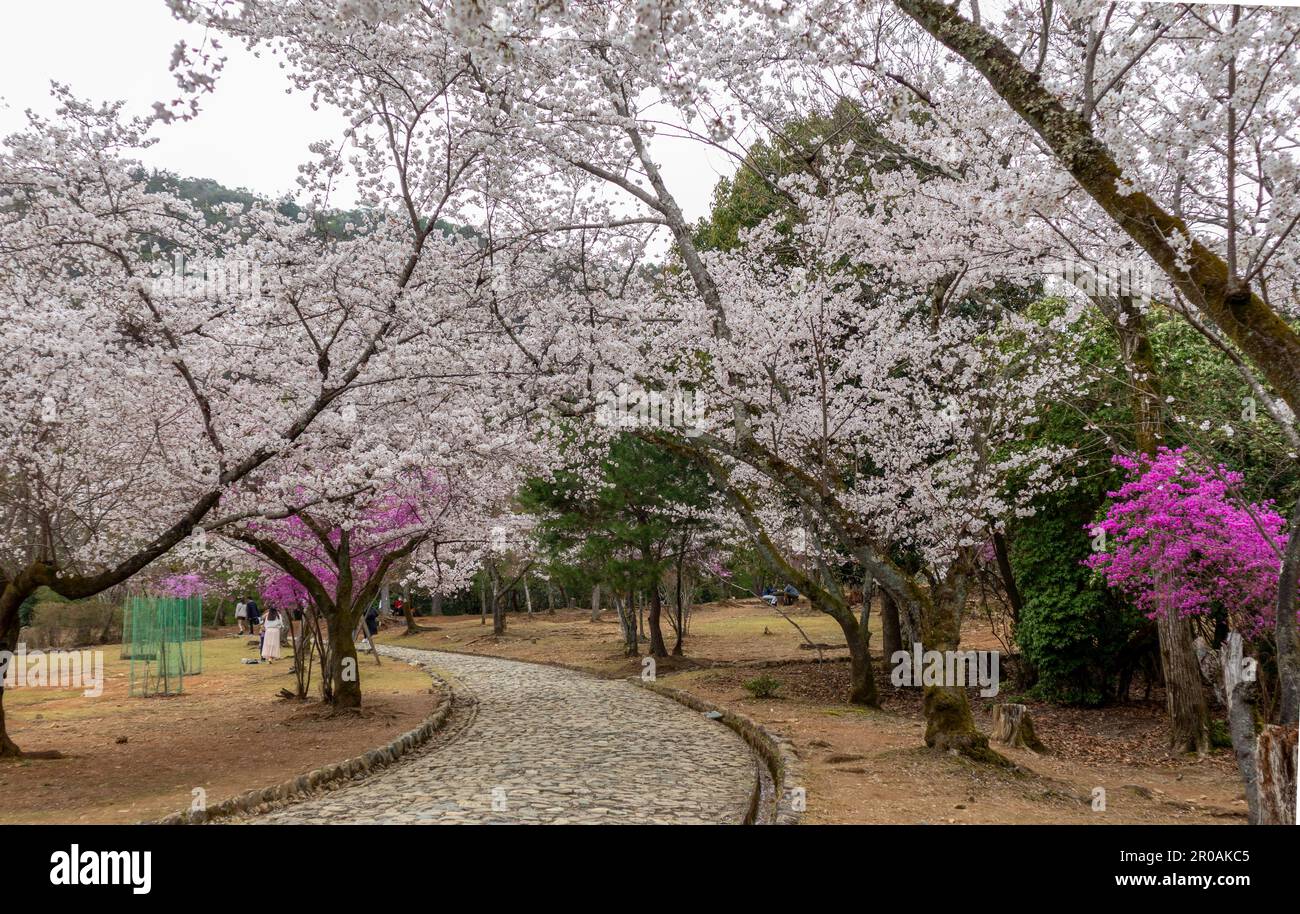 Magnifique parc Kameyama près de la rivière Katsura à Arashiyama, Kyoto, Japon Banque D'Images