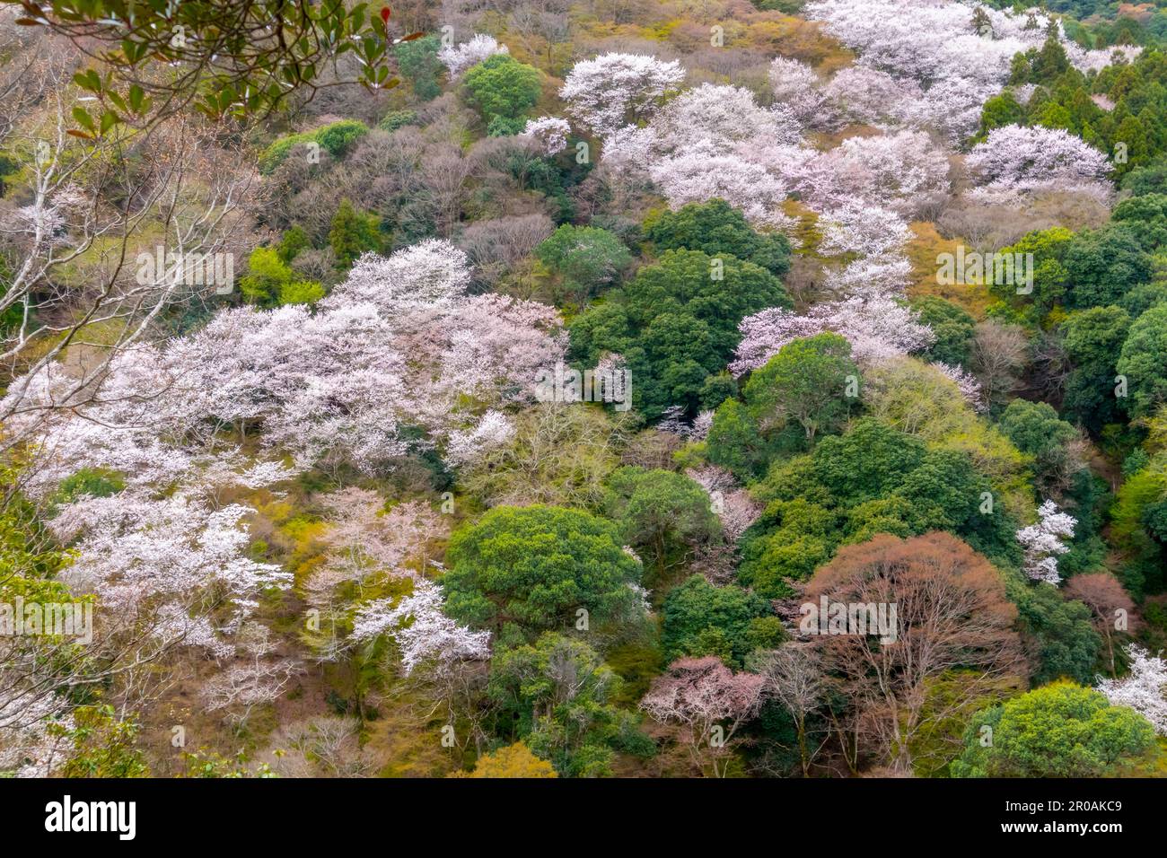 Magnifique parc Kameyama près de la rivière Katsura à Arashiyama, Kyoto, Japon Banque D'Images