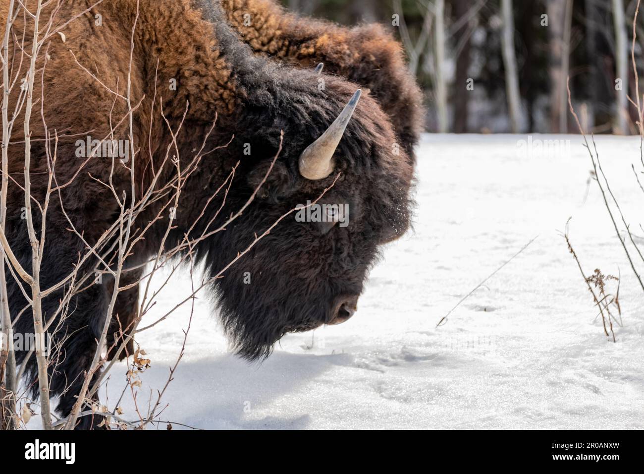 Bison des bois sauvage vu le long de la route de l'Alaska au printemps avec de la neige couvrant le sol et le fond blanc. Banque D'Images