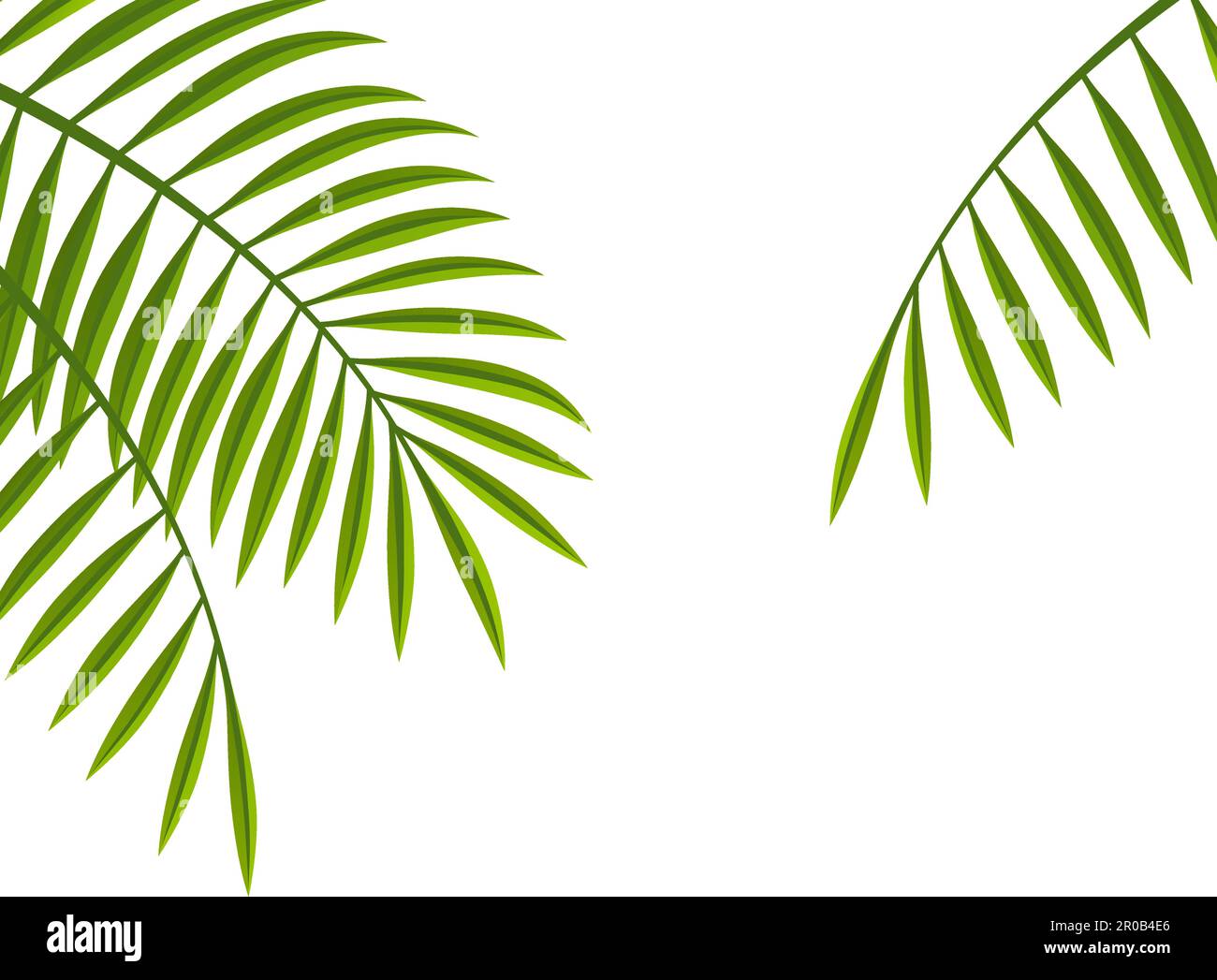 Illustration vectorielle Palm Leaf avec espace de texte isolé sur Un arrière-plan blanc. Illustration de Vecteur