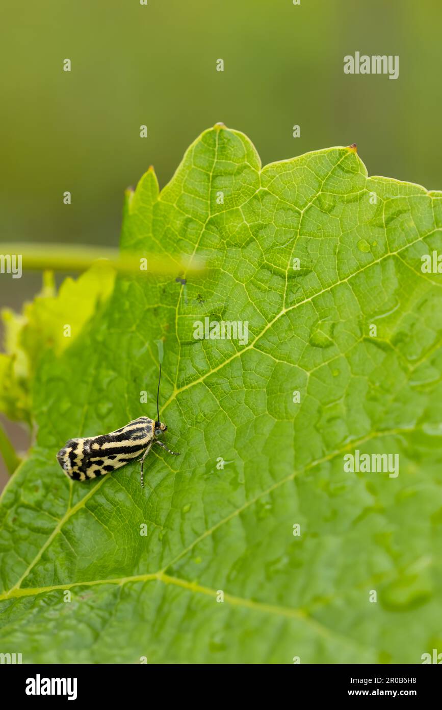 phylloxéra de raisin sur la feuille Banque D'Images