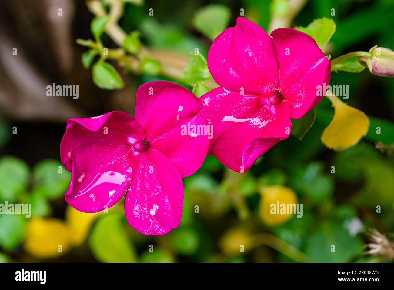 Gros plan texture de belles fleurs roses fleuries avec des feuilles sur le sol, vue de dessus, format horizontal. Banque D'Images