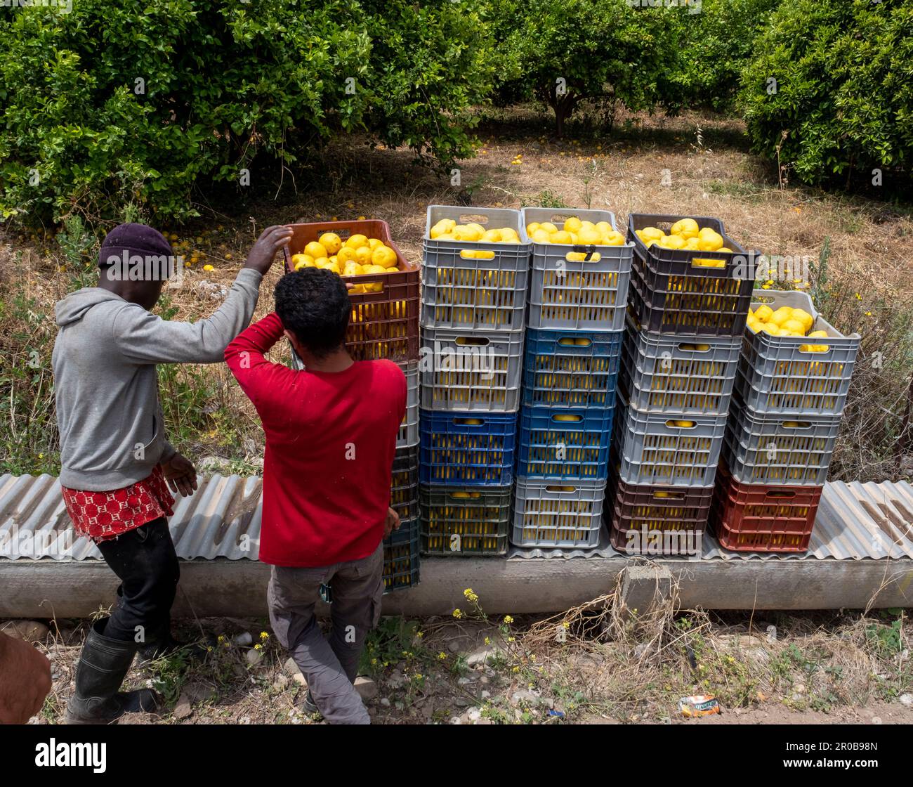 Travailleurs récoltant des citrons dans une plantation d'agrumes à Agia Vavara, région de Paphos, Chypre Banque D'Images