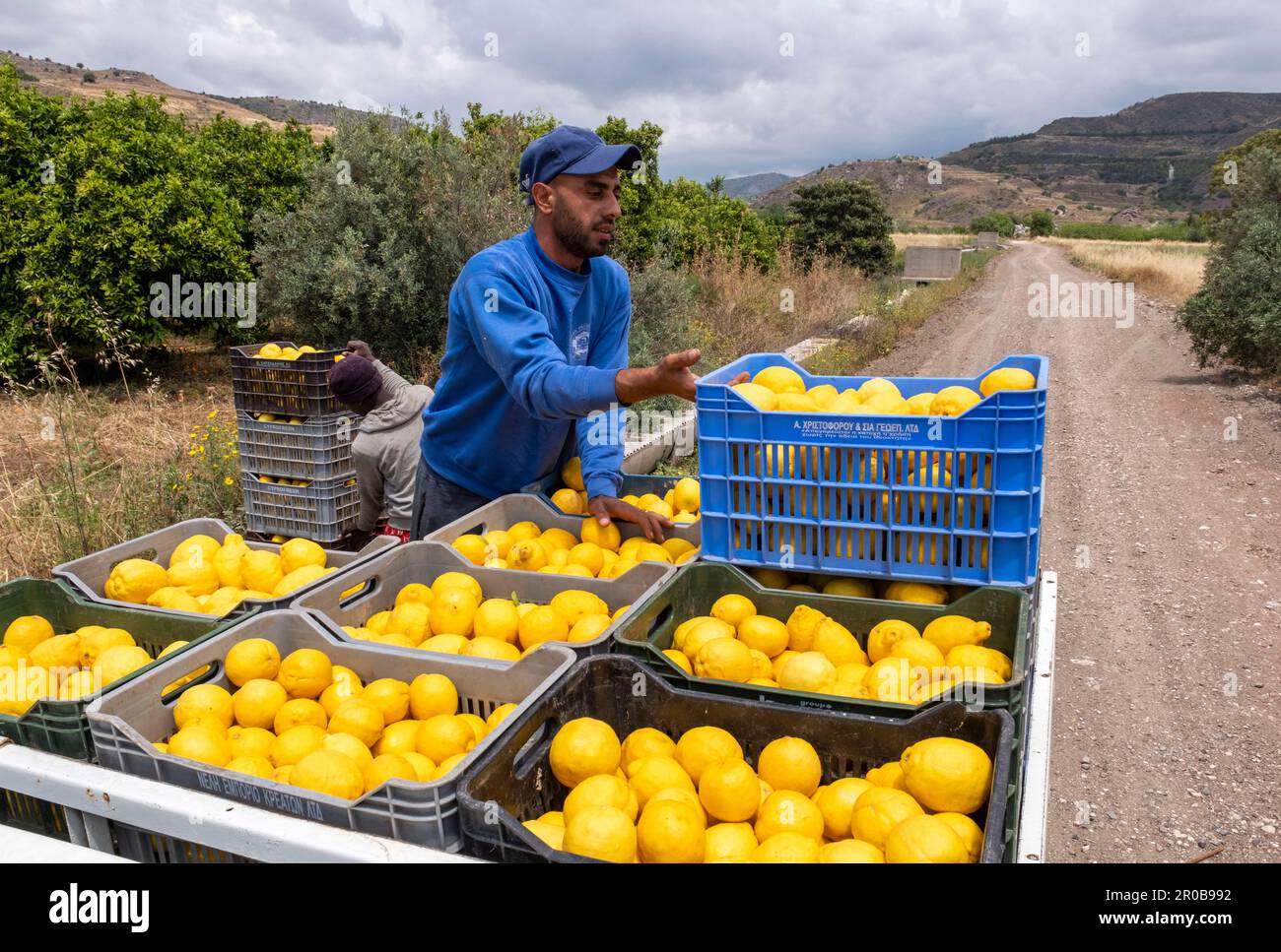Travailleurs récoltant des citrons dans une plantation d'agrumes à Agia Vavara, région de Paphos, Chypre Banque D'Images