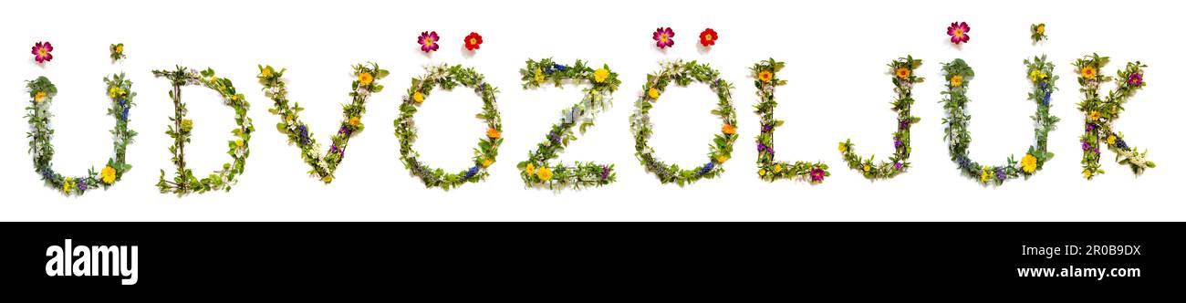 Fleurs colorées Bâtiment Word dv z lj k, arrière-plan isolé Banque D'Images