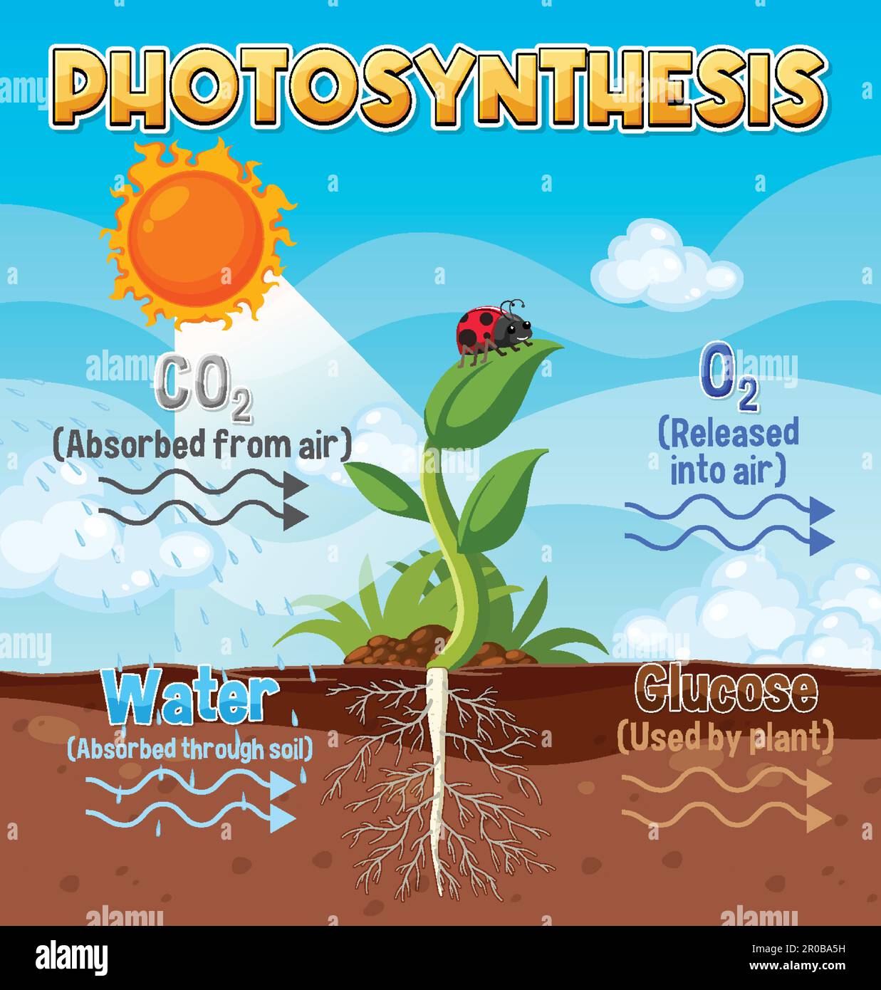 Diagramme de la photosynthèse pour illustration de l'enseignement de la biologie et des sciences de la vie Illustration de Vecteur