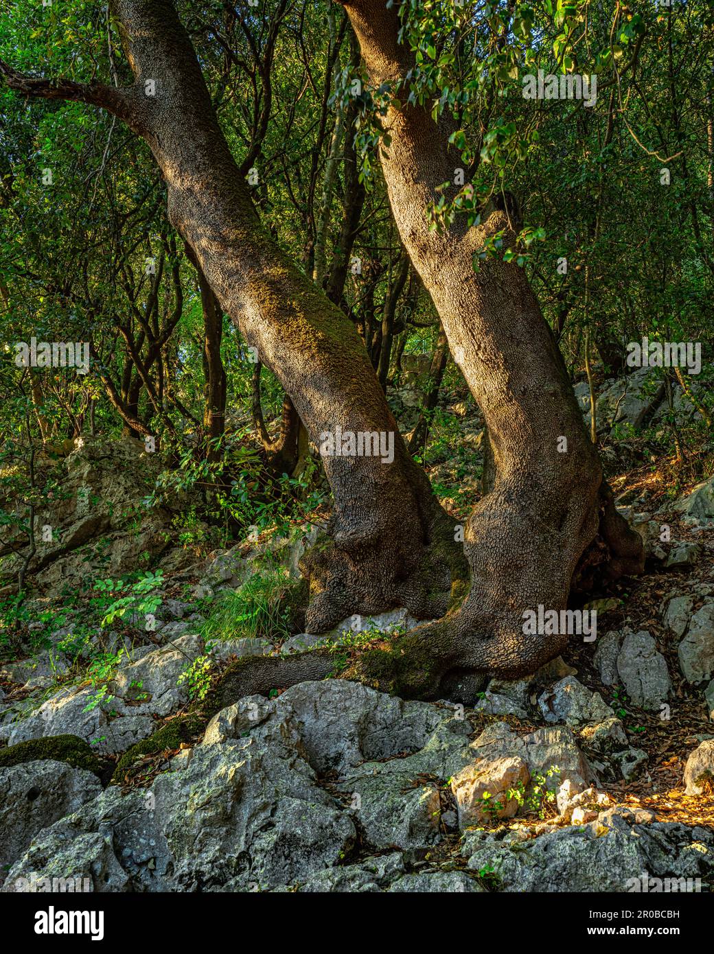 Troncs d'arbre avec de nouvelles couronnes vertes douces nées sur un sol rocailleux. Italie, Europe Banque D'Images