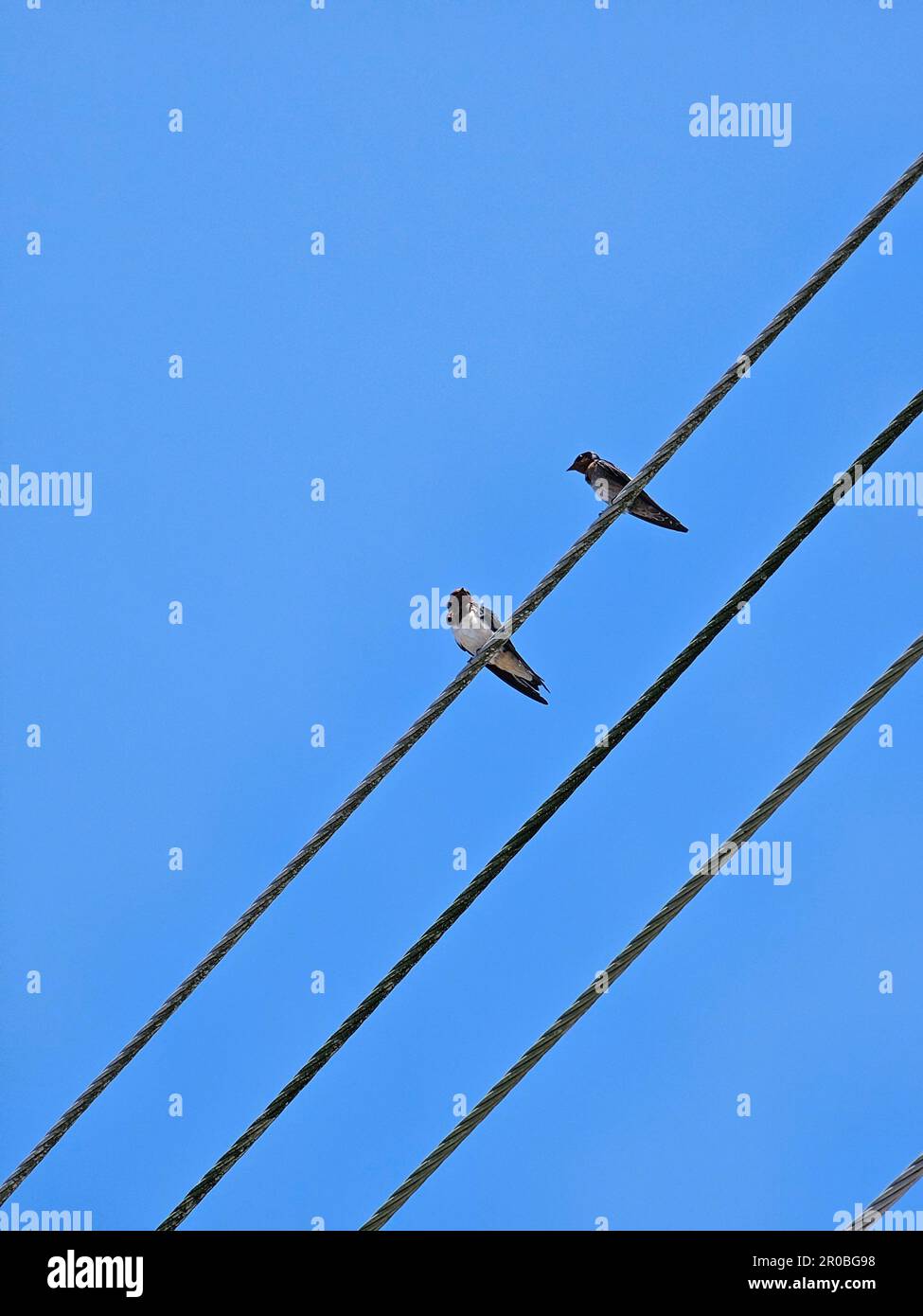 Hirondelles poteau electrique Banque de photographies et d’images à haute résolution Alamy