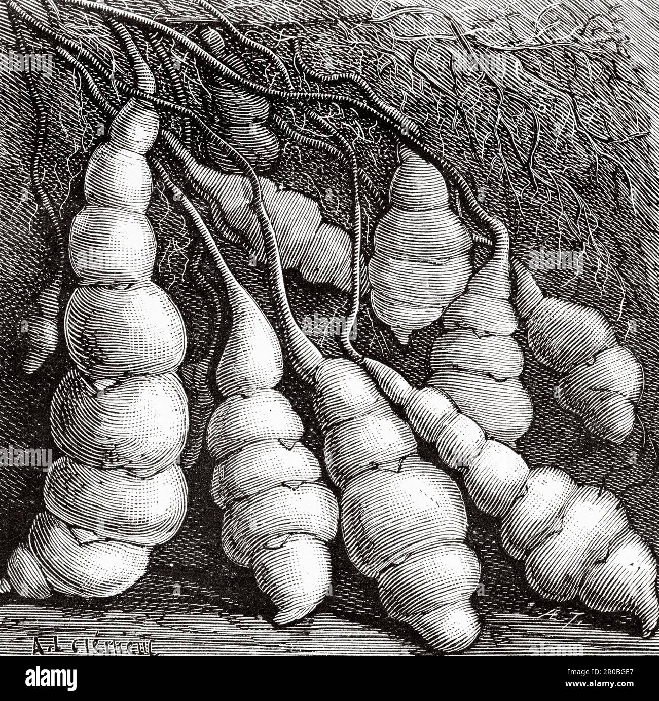 Tubercules Racine's Stachys tuberifera Banque de photographies et d’images à haute ...
