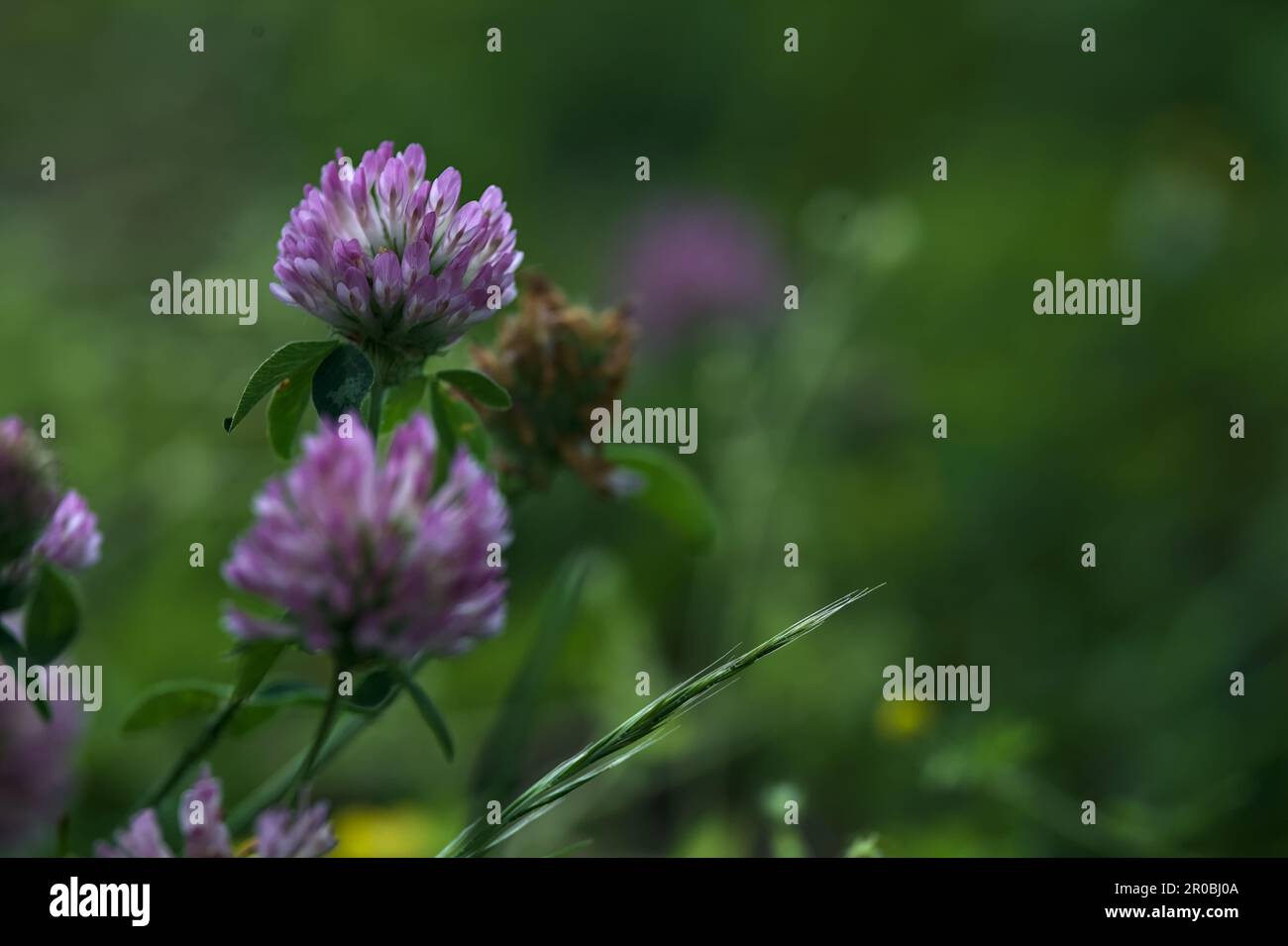 Fleurs de trèfle dans une pelouse vue de près Banque D'Images