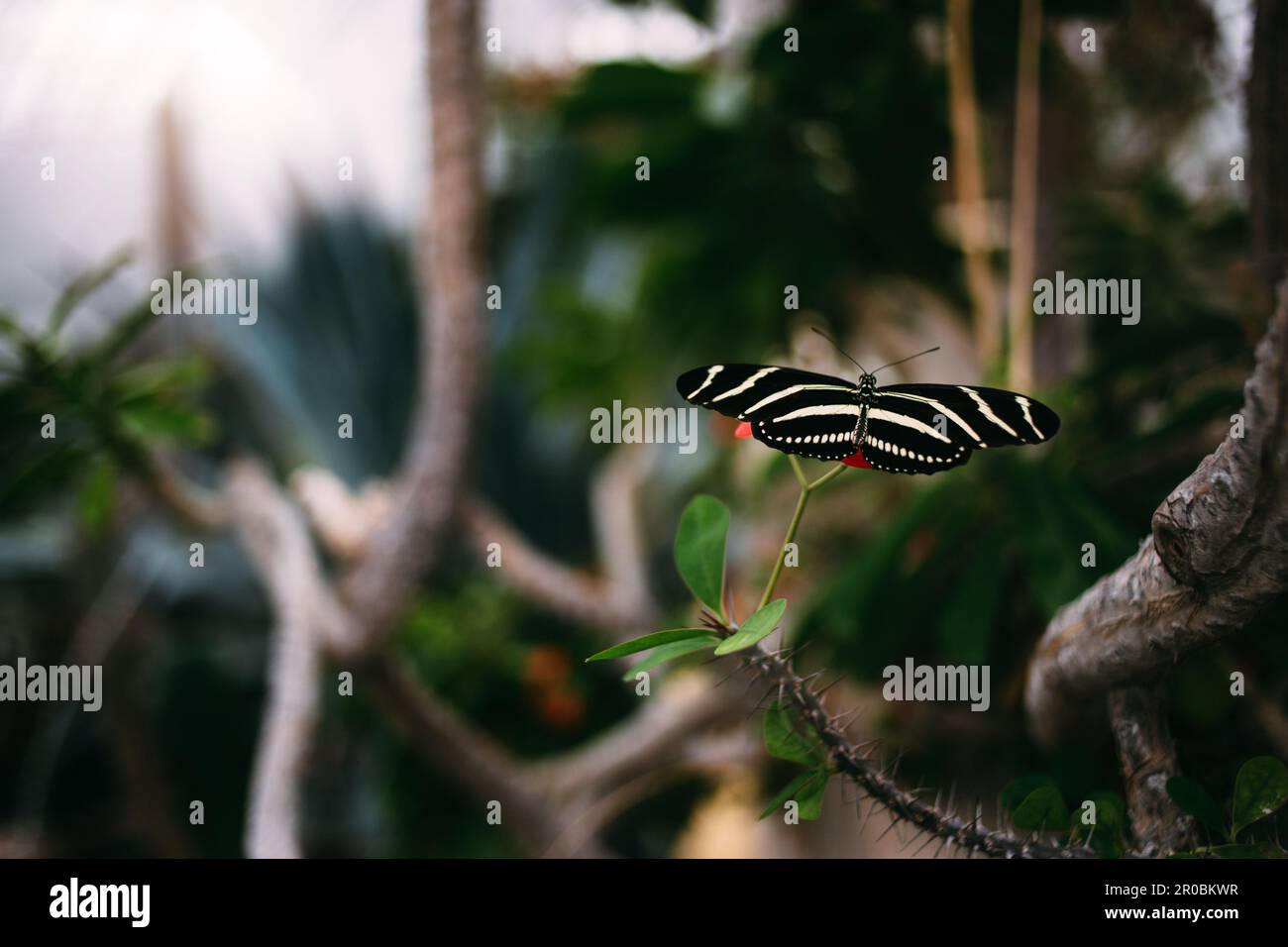 Papillon assis sur une fleur Banque D'Images
