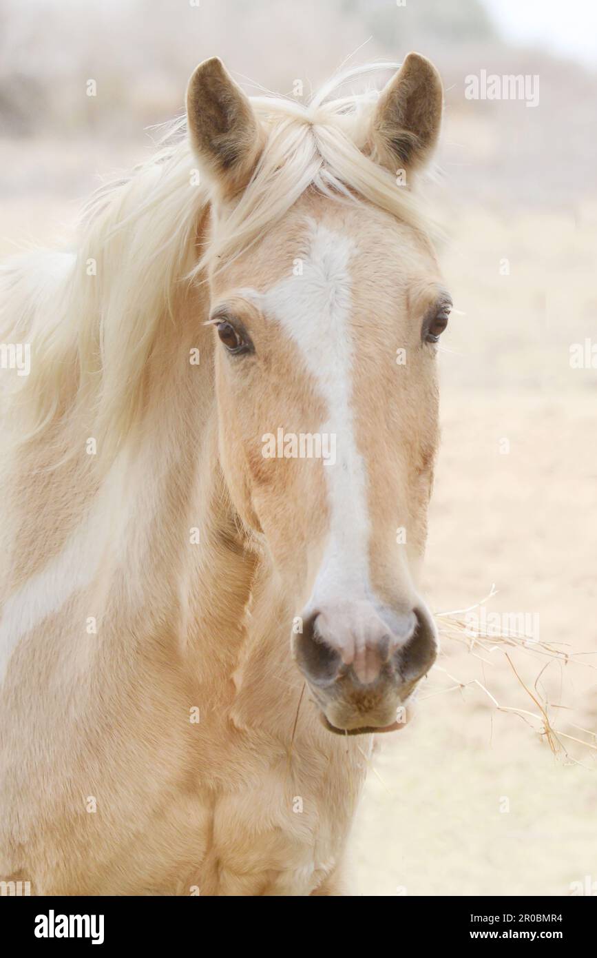 Palomino Paint Horse avec foin Banque D'Images