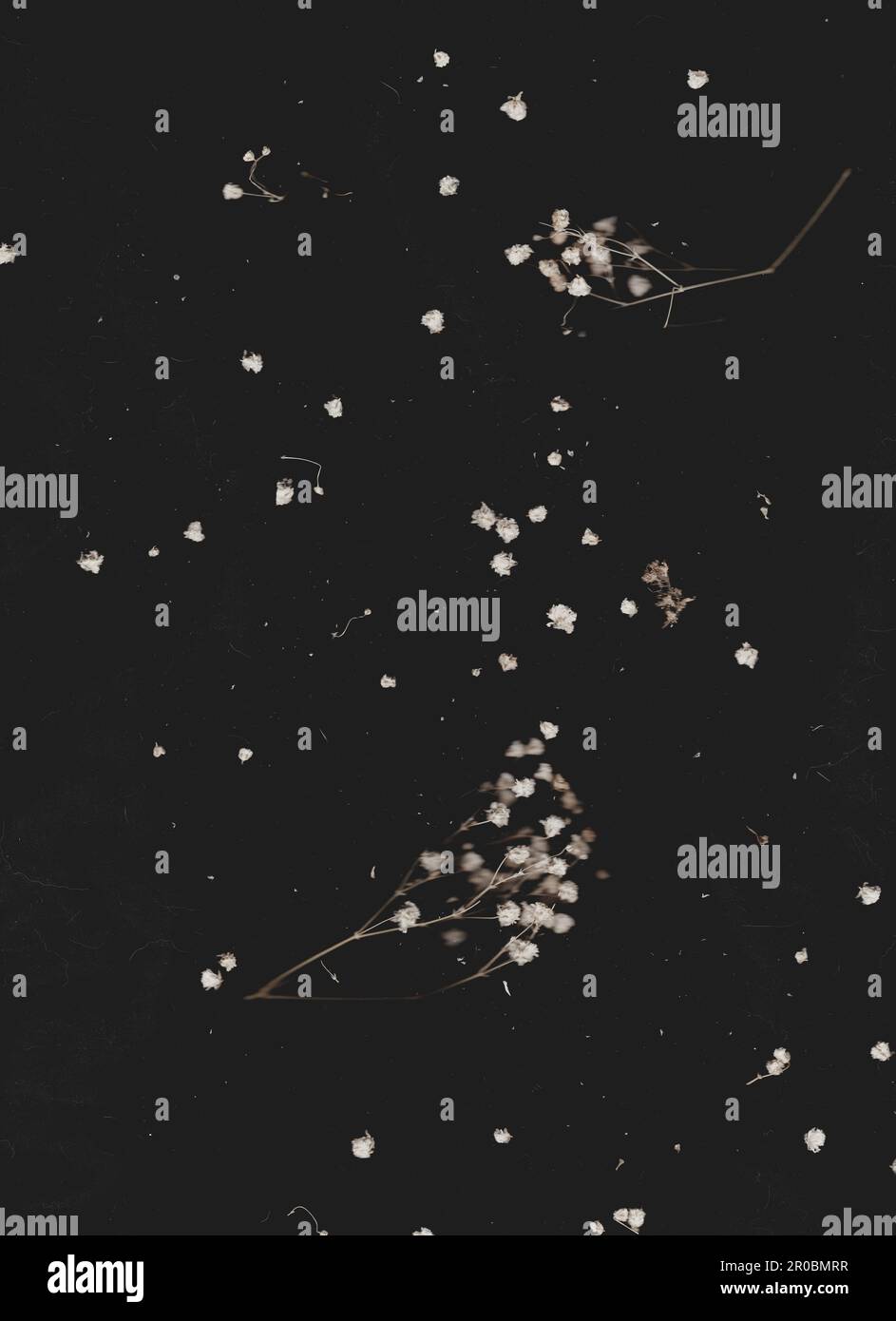Le souffle du bébé Gypsophila sur fond noir Banque D'Images