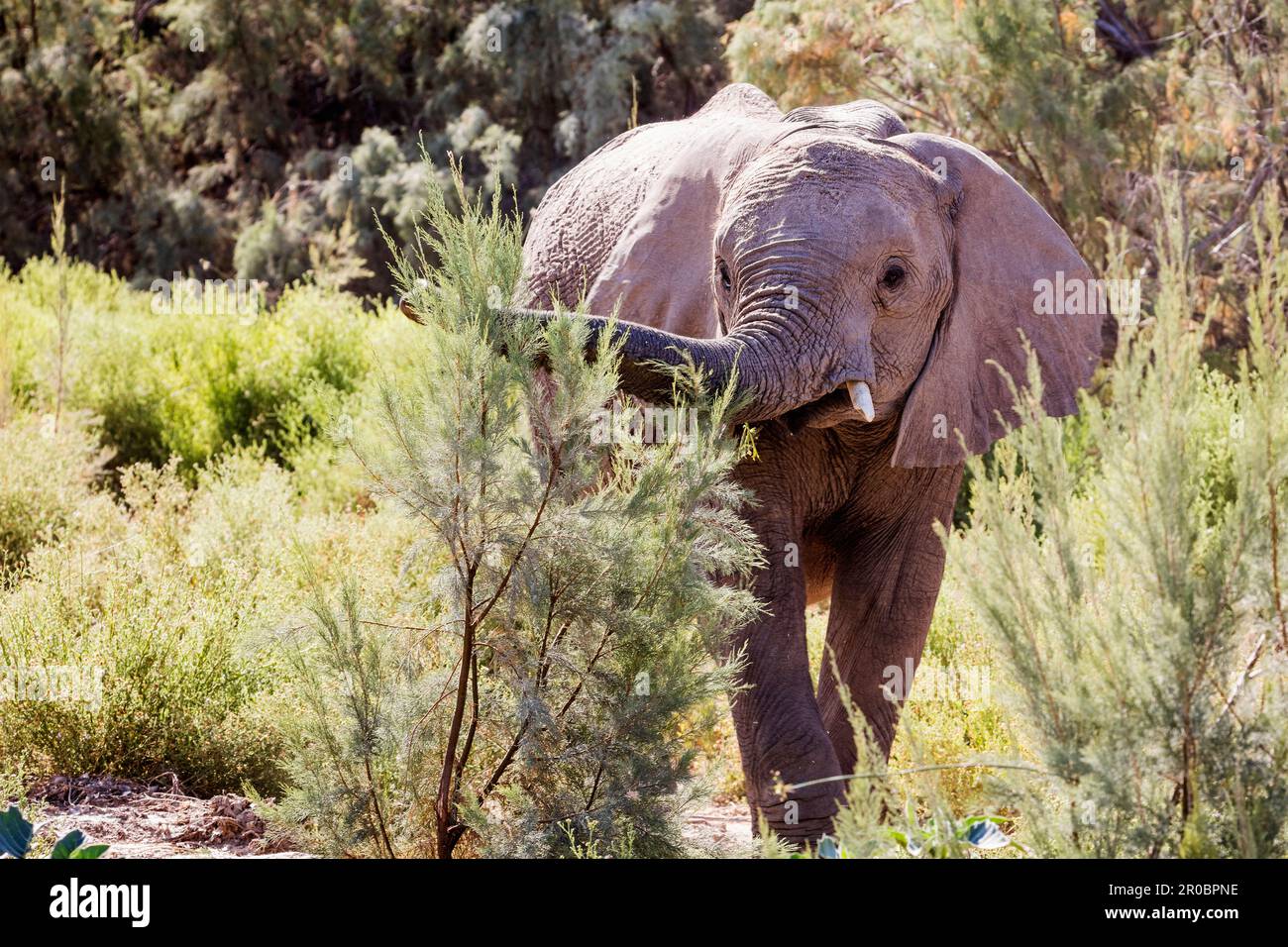 Au milieu d'éléphants plantes, Brandberg, Damaraland, Namibie Banque D'Images