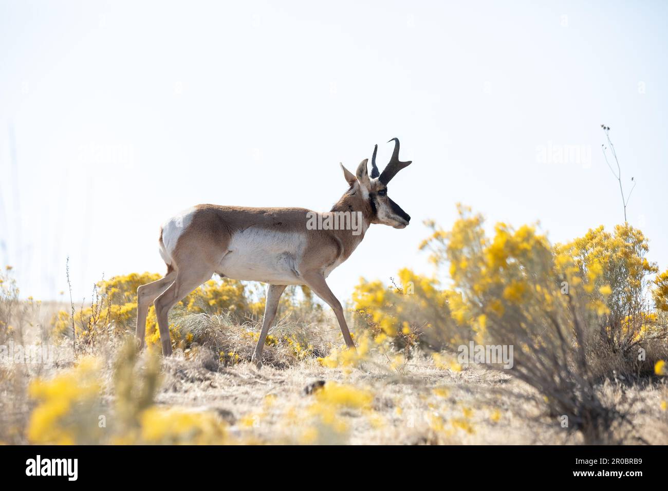 Magnifique antilope à pied dans le pinceau sur l'île d'Antelope, Utah Banque D'Images