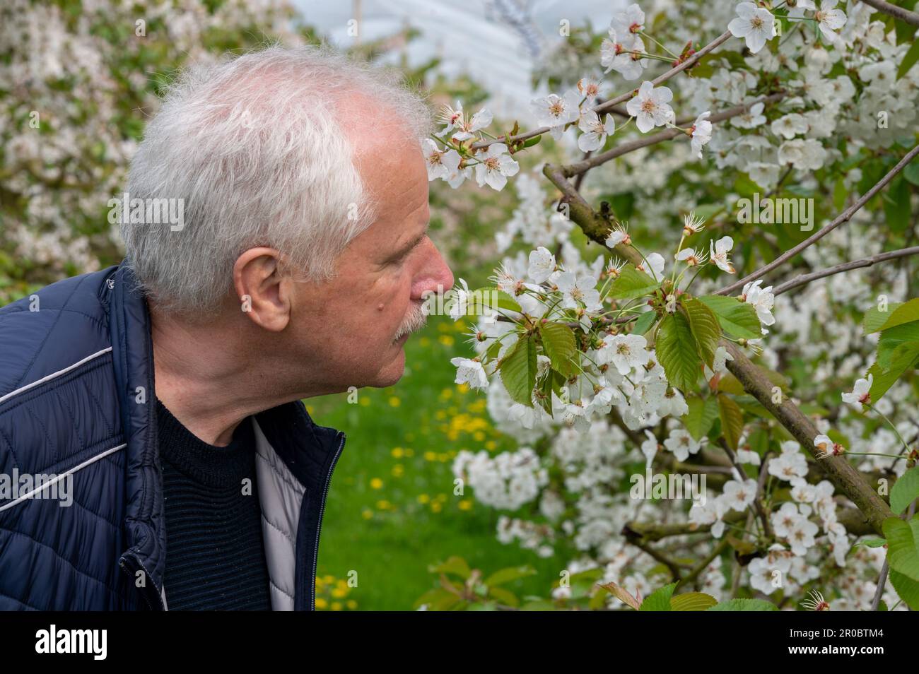 Cerisiers en pleine fleur en Allemagne. Agriculteur inspectant le verger. Banque D'Images