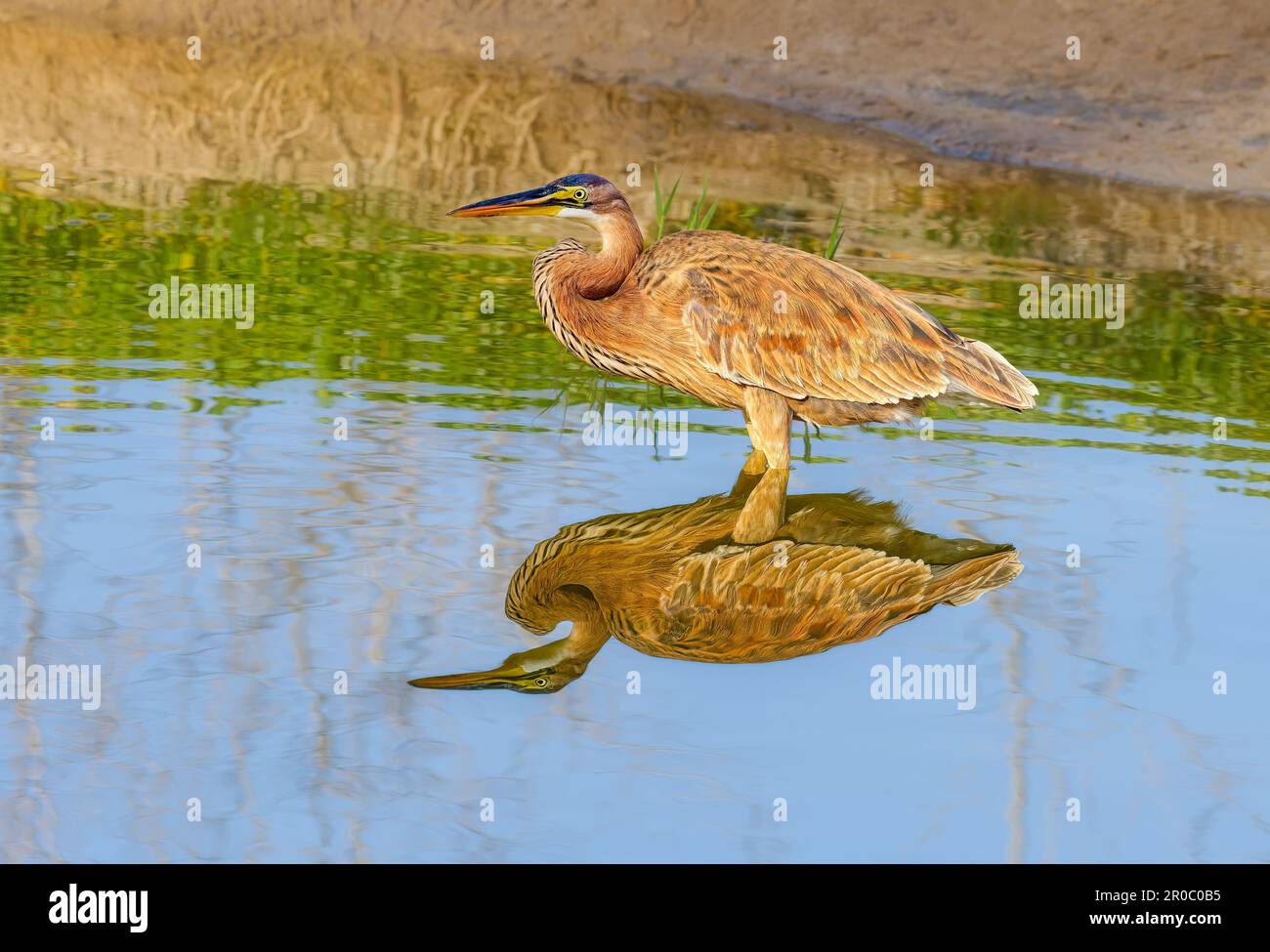 Un héron violet immature (Ardea purpurea) chasse, un oiseau de deuxième année debout dans l'eau et traquant la proie, imagerie miroir, Gran Canaria, Espagne Banque D'Images