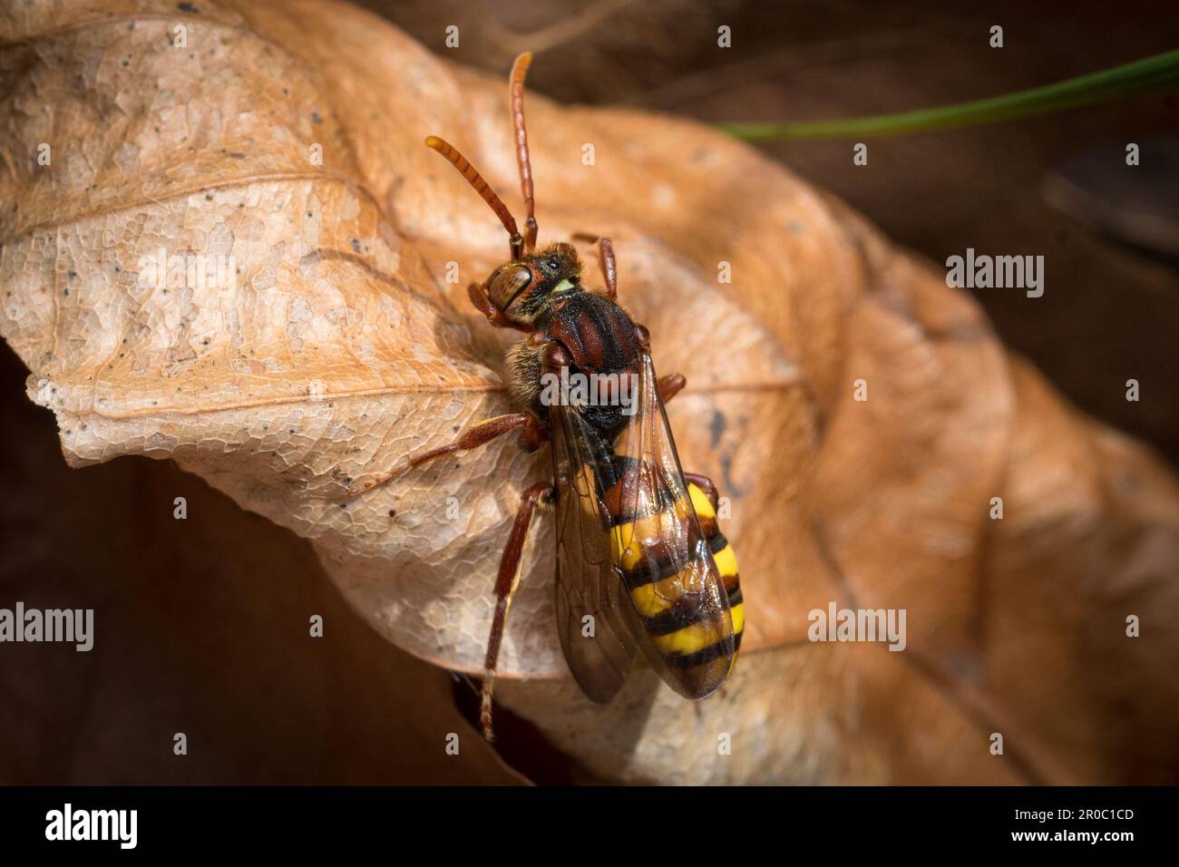 Une abeille nomade flaveuse (Nomada flava). Prise au cimetière Bishoplasmouth, Sunderland, Angleterre du Nord-est Banque D'Images