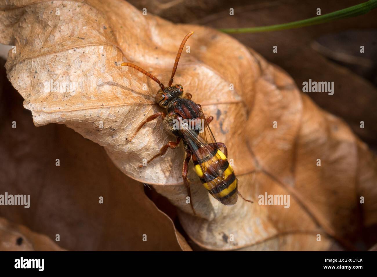 Une abeille nomade flaveuse (Nomada flava). Prise au cimetière Bishoplasmouth, Sunderland, Angleterre du Nord-est Banque D'Images