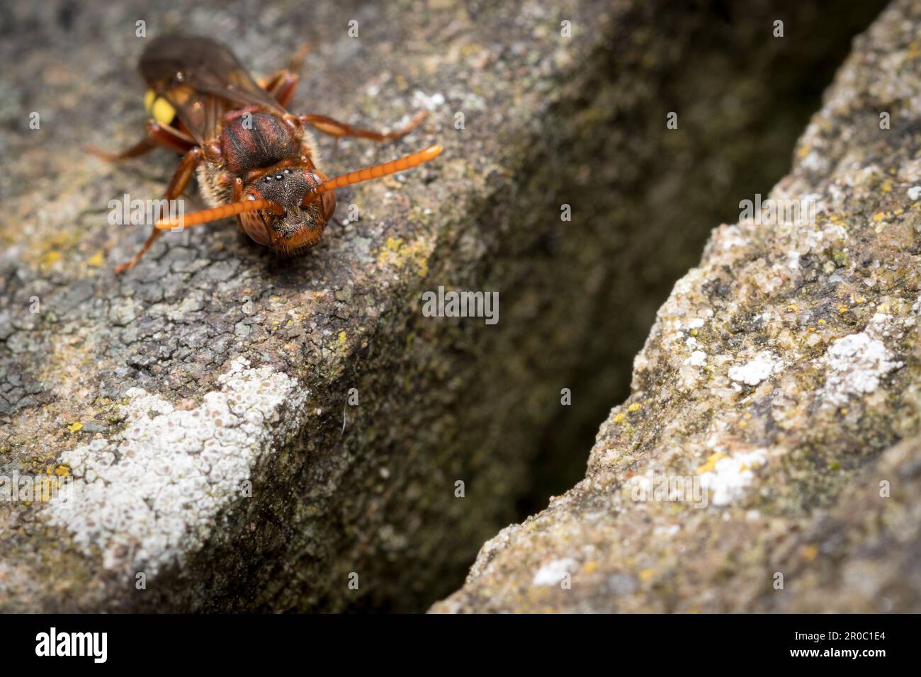Une abeille nomade (peut-être Nomada flava), prise à Sunderland, North EAS England. Banque D'Images