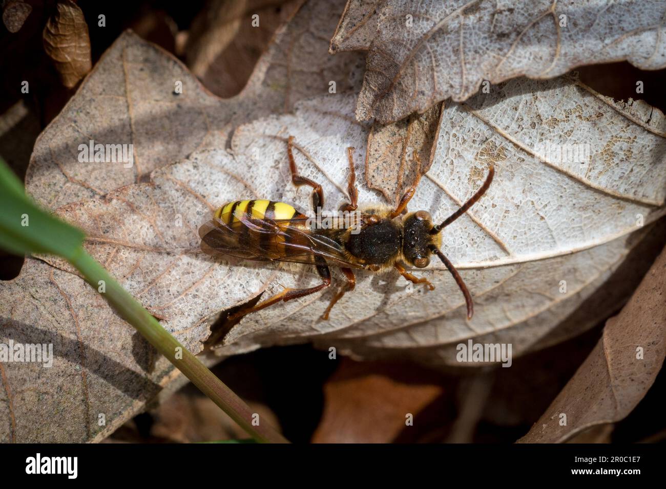 Une abeille nomade ressemblant à une guêpe (Nomada sp) se prélassant sur une feuille morte brune. Cimetière de Bishopwearmouth, Sunderland, Royaume-Uni Banque D'Images