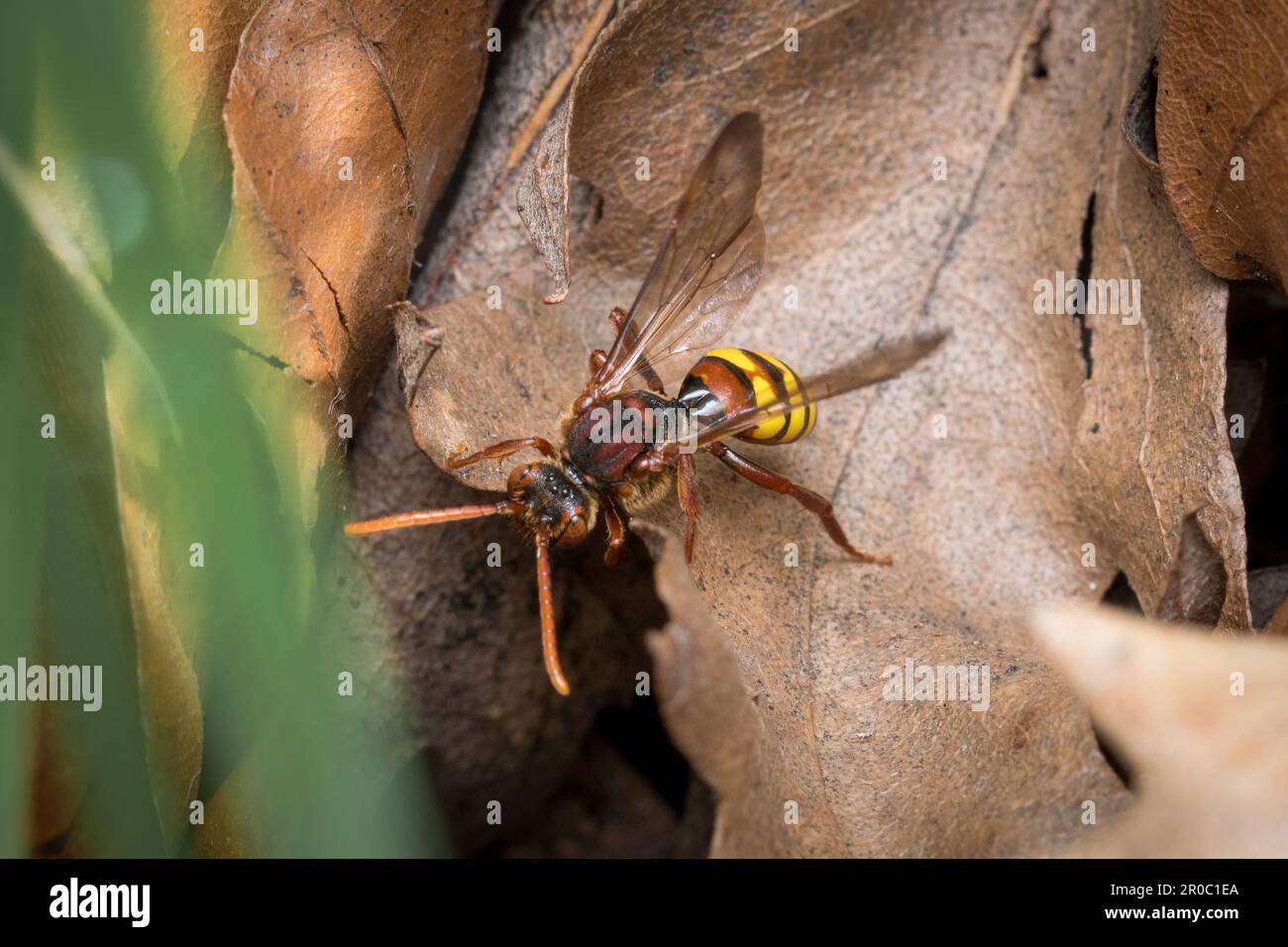 Une abeille nomade flaveuse (Nomada flava). Prise au cimetière Bishoplasmouth, Sunderland, Angleterre du Nord-est Banque D'Images