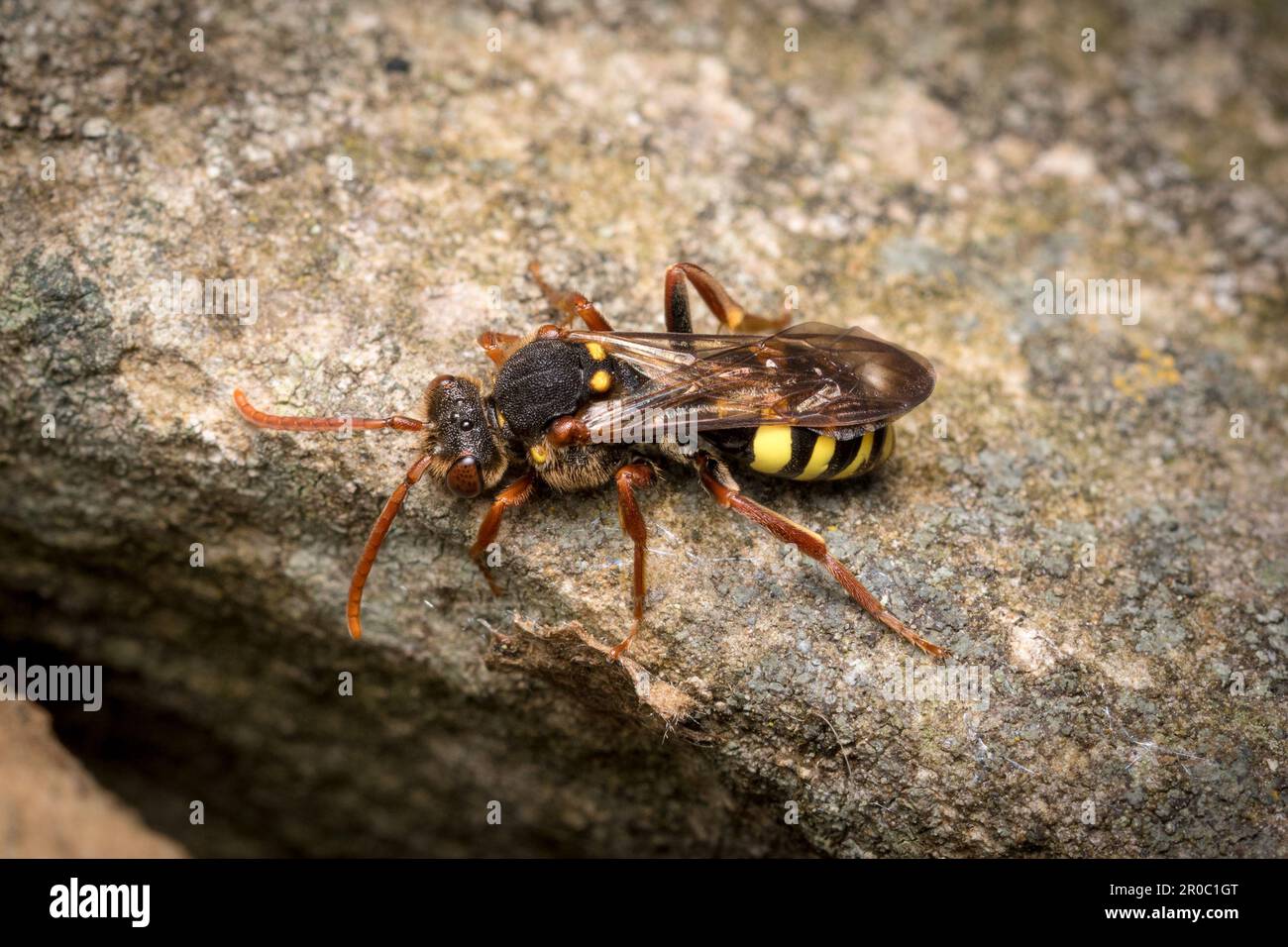Une abeille nomade de Marsham (Nomada marshamella). Prise au cimetière Bishoplasmouth, Sunderland, Angleterre du Nord-est Banque D'Images