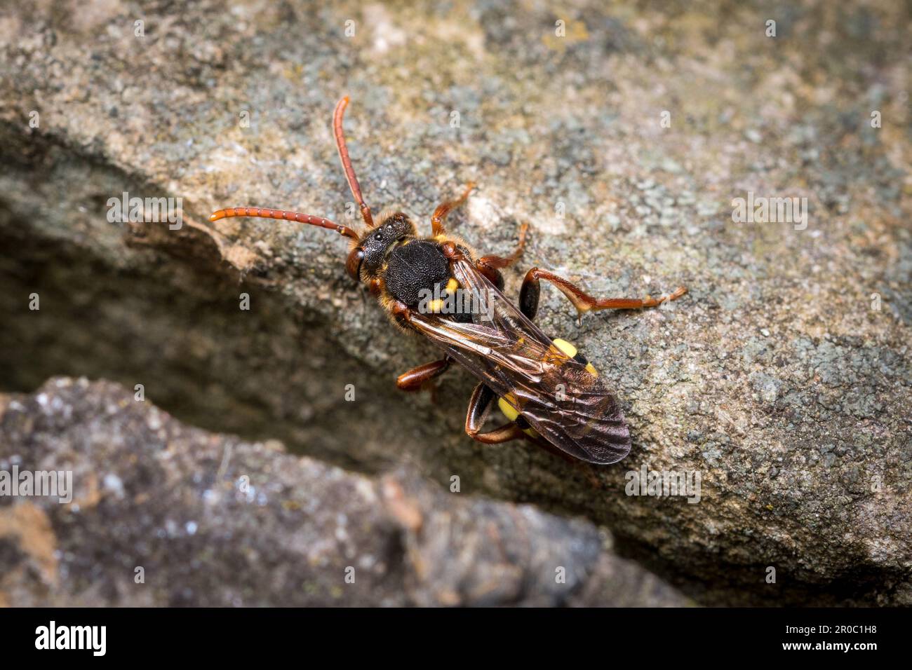 Une abeille nomade de Marsham (Nomada marshamella). Prise au cimetière Bishoplasmouth, Sunderland, Angleterre du Nord-est Banque D'Images