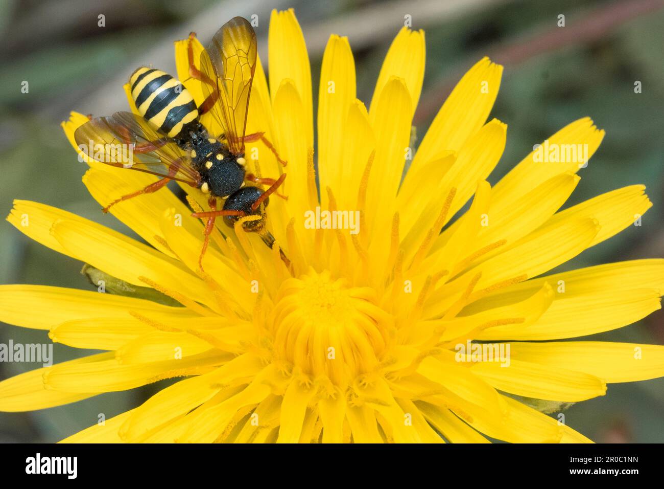Une abeille nomade de Gooden (Nomada goodeniana) sur un pissenlit. Prise à Tunstall Hills, Sunderland, nord-est de l'Angleterre Banque D'Images