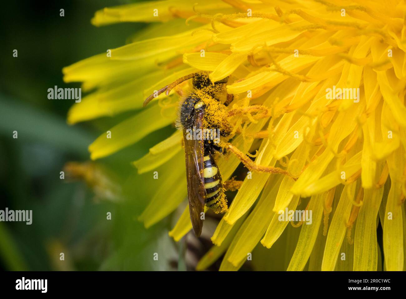 Une abeille nomade de Gooden (Nomada goodeniana) se nourrissant d'un pissenlit. Prise à Tunstall Hills, Sunderland, nord-est de l'Angleterre Banque D'Images
