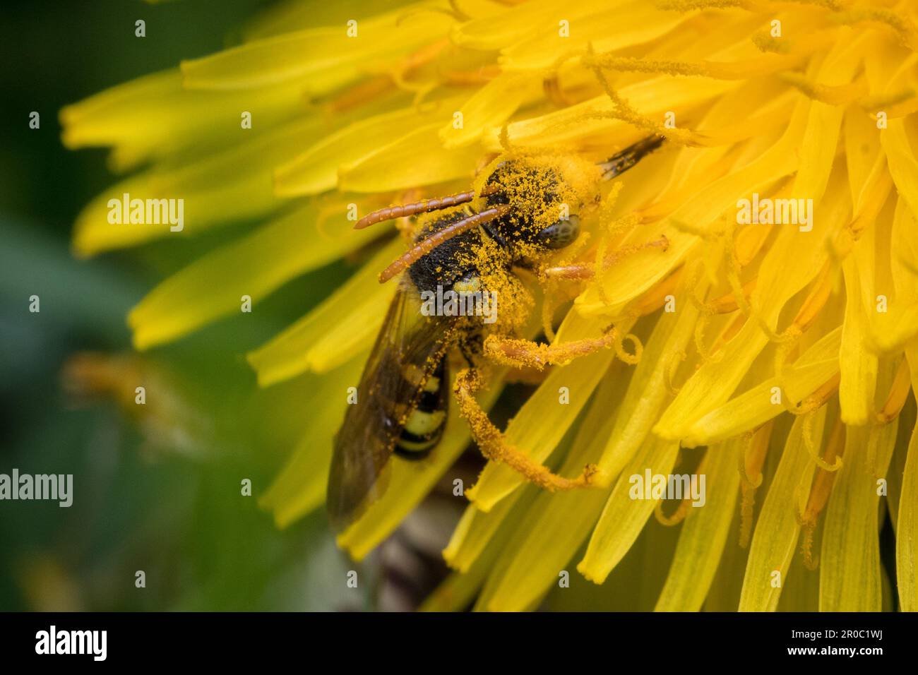 Une abeille nomade de Gooden (Nomada goodeniana) se nourrissant d'un pissenlit. Prise à Tunstall Hills, Sunderland, nord-est de l'Angleterre Banque D'Images