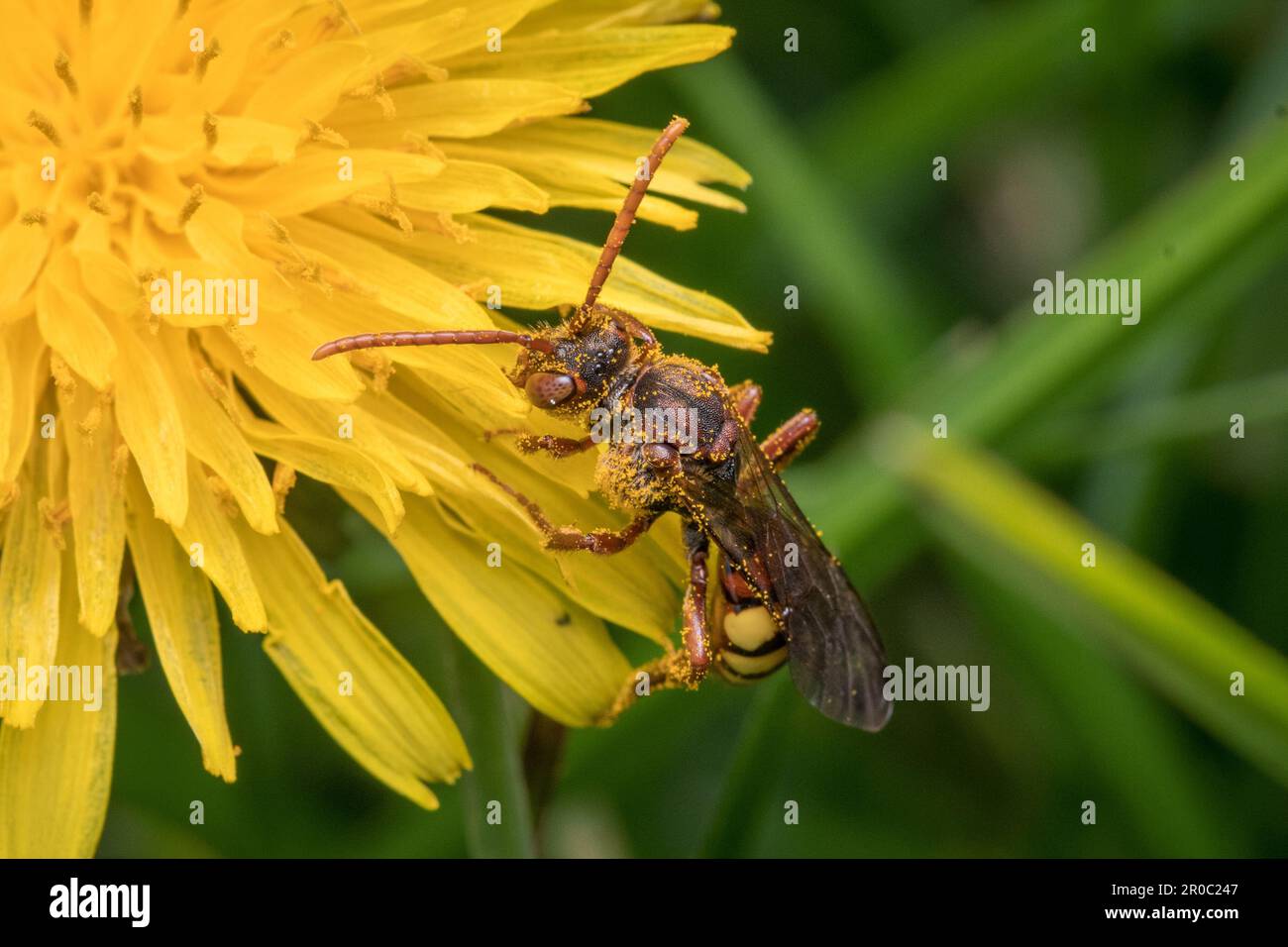 Une abeille nomade flaveuse (Nomada flava). Prise à Tunstall Hills, Sunderland, nord-est de l'Angleterre Banque D'Images