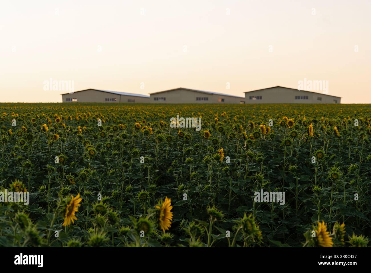 Champ de tournesols avec ferme à l'horizon. Photo de haute qualité Banque D'Images