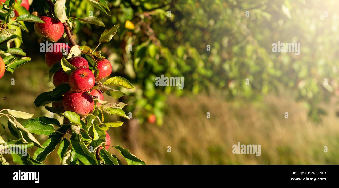 Pommiers dans une ferme fruitière biologique. Photo de haute qualité Banque D'Images