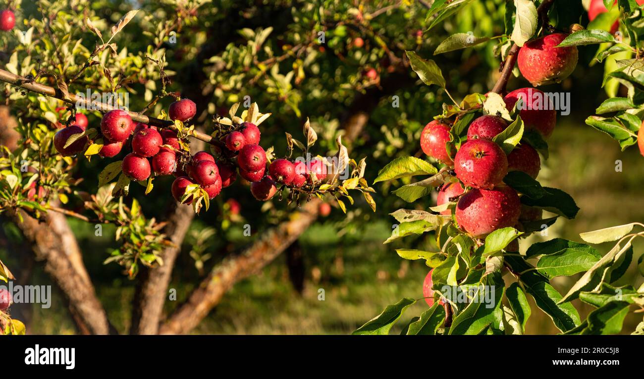 Pommiers dans une ferme fruitière biologique. Photo de haute qualité Banque D'Images