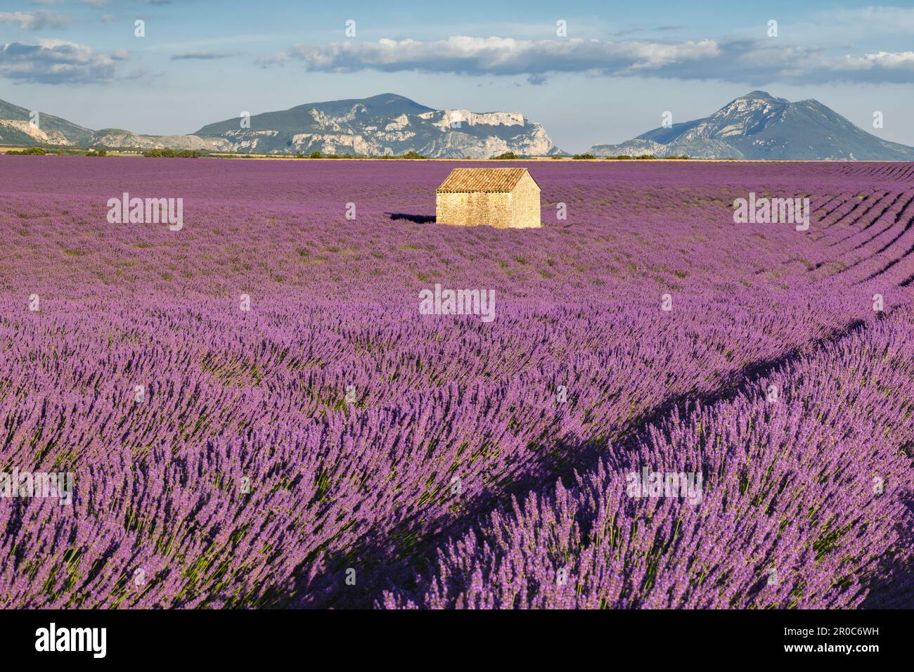 Champs de lavande au coucher du soleil. Provence en été. Plateau de Valensole, Alpes-de-haute-Provence, France Banque D'Images