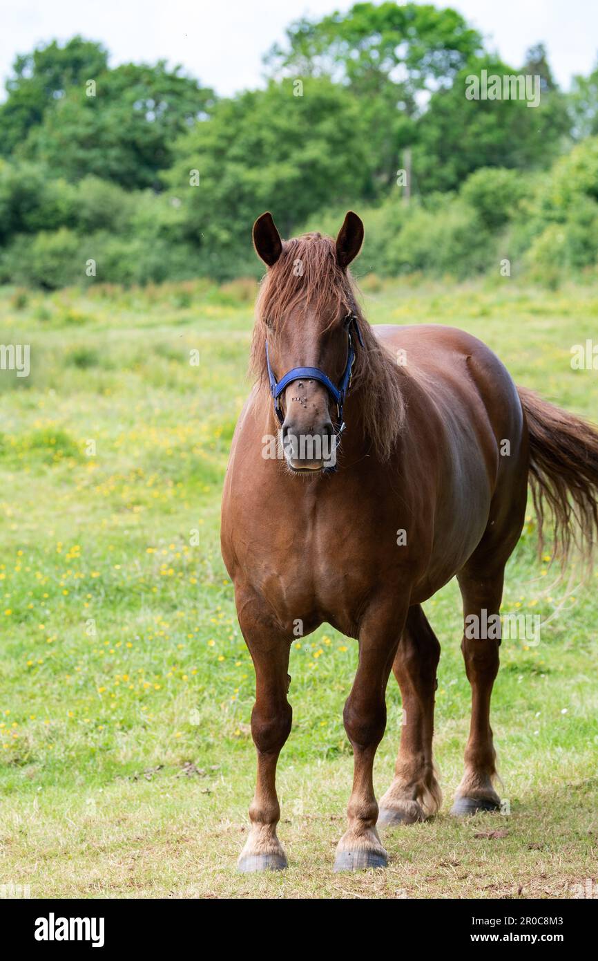 Un cheval de chasse au Suffolk Punch, une race rare de cheval de travail. Somerset, Royaume-Uni. Banque D'Images Un cheval de chasse au Suffolk Punch, une race rare de cheval de travail. Somerset, Royaume-Uni. Banque D'Images