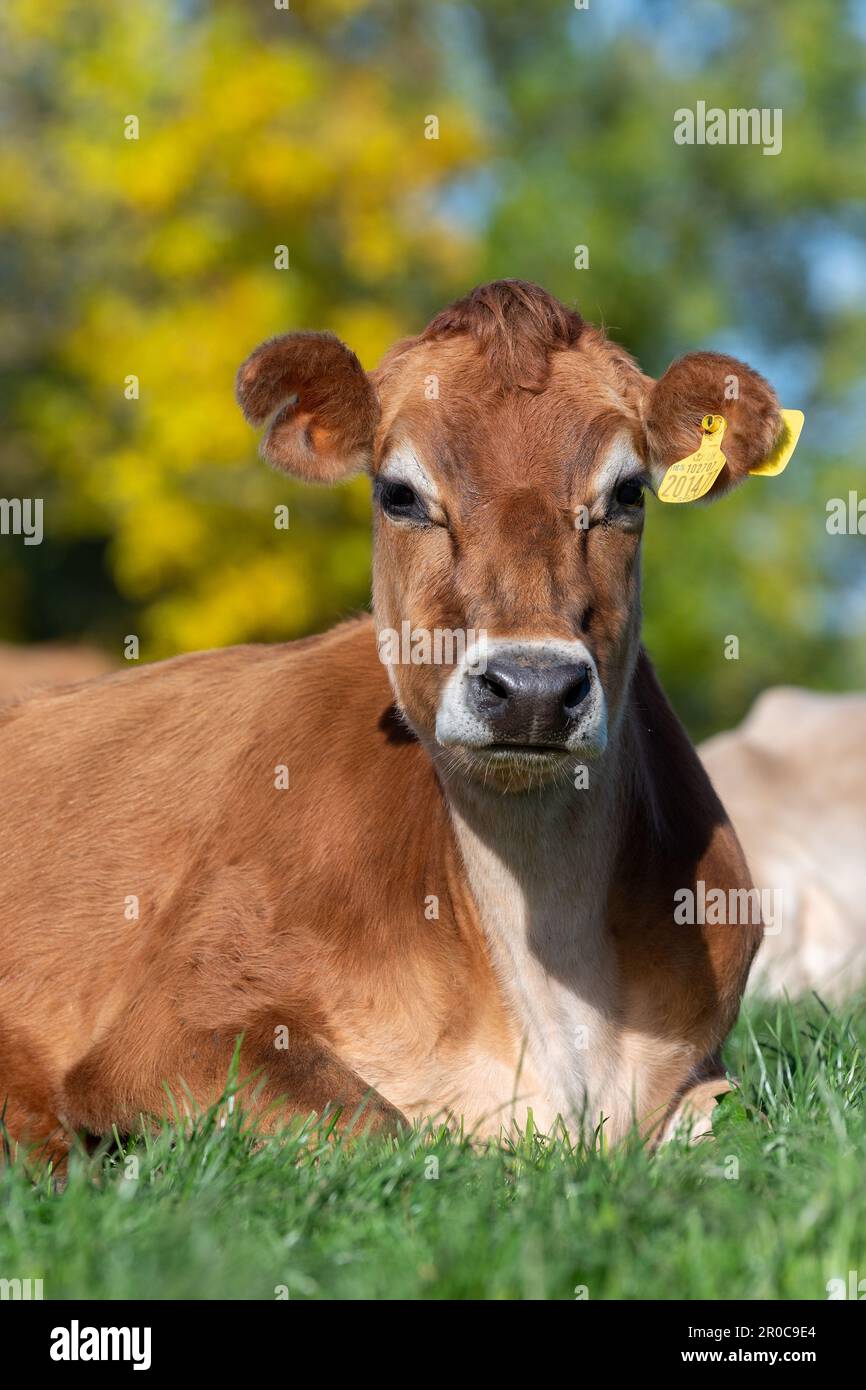 Les vaches laitières de Jersey se sont assises dans un pâturage luxuriant, Carlisle, Cumbria, Royaume-Uni. Banque D'Images Les vaches laitières de Jersey se sont assises dans un pâturage luxuriant, Carlisle, Cumbria, Royaume-Uni. Banque D'Images