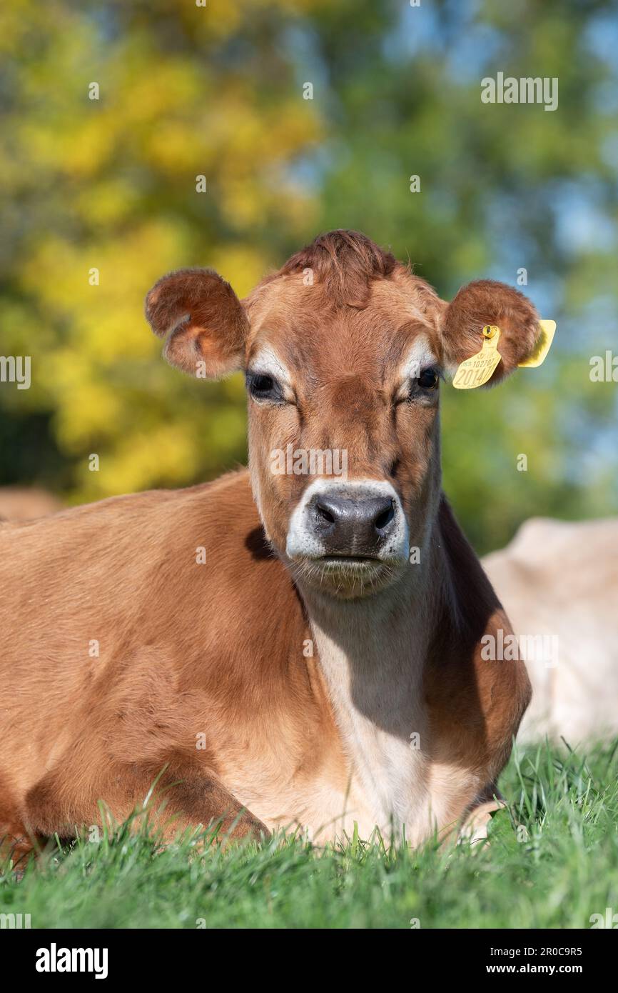 Les vaches laitières de Jersey se sont assises dans un pâturage luxuriant, Carlisle, Cumbria, Royaume-Uni. Banque D'Images Les vaches laitières de Jersey se sont assises dans un pâturage luxuriant, Carlisle, Cumbria, Royaume-Uni. Banque D'Images