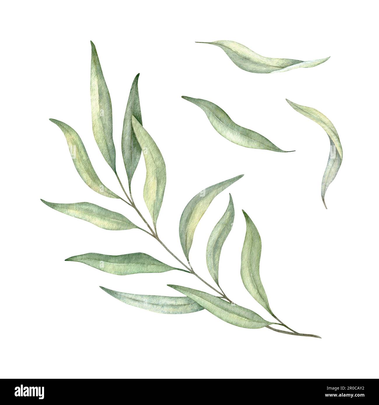 Collection de branches de feuilles vertes. Feuillage de verdure, eucalyptus, olive élément de conception botanique. Illustration aquarelle dessinée à la main pour la carte de vœux Banque D'Images